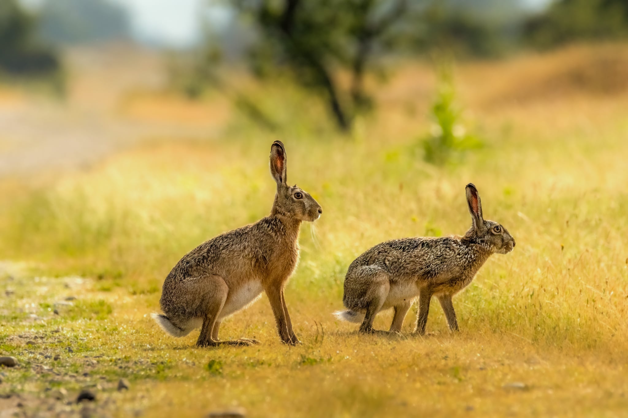 Foto Lazăr Constantin (32)