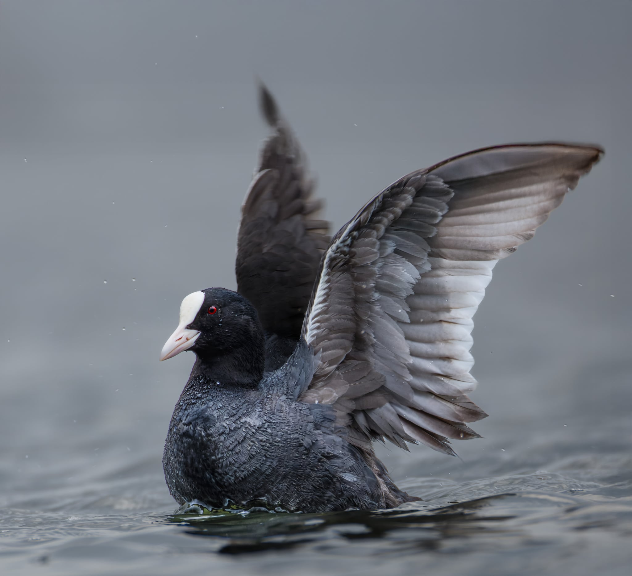 Foto Lazăr Constantin (33)