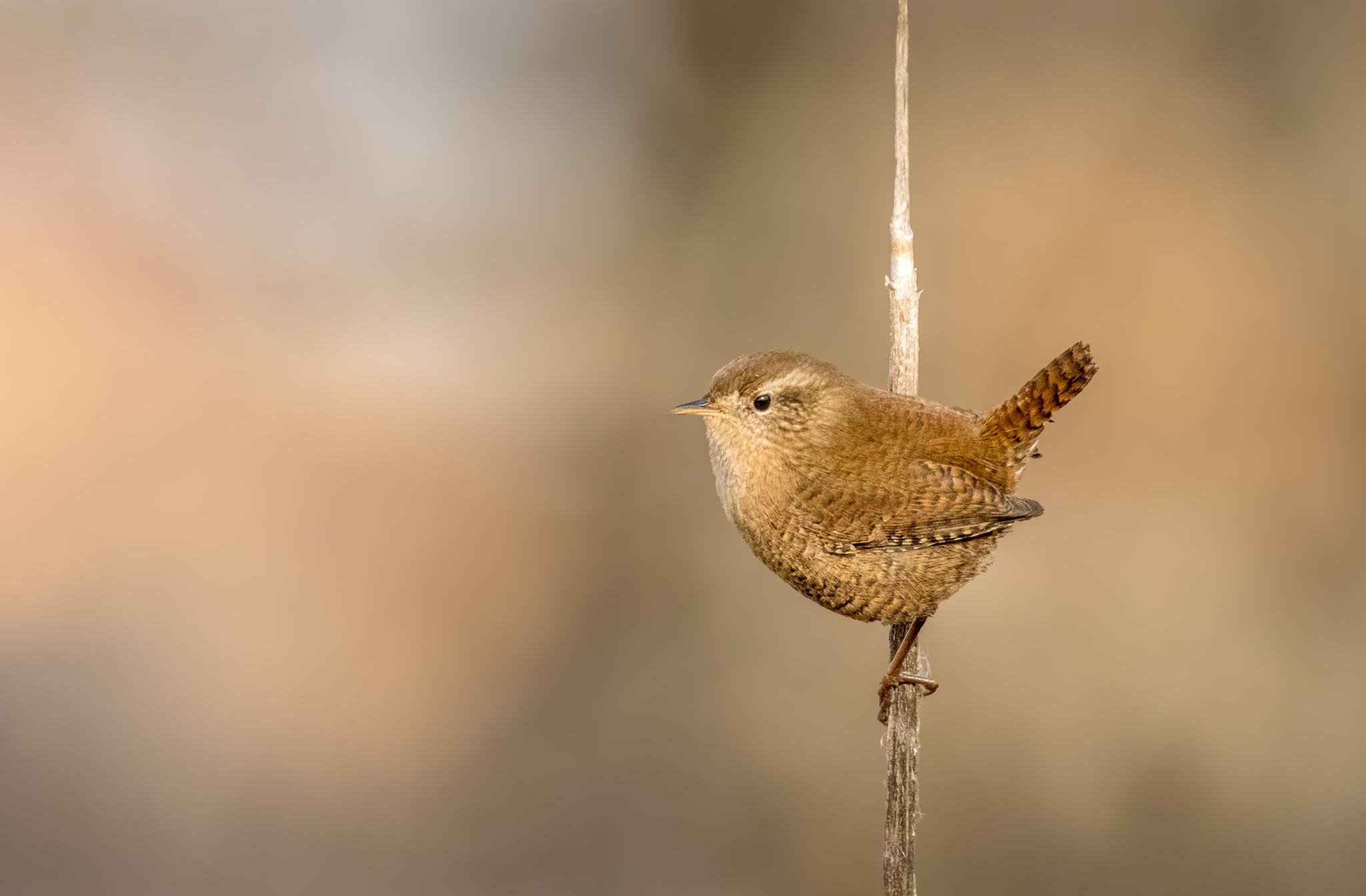 Foto Lazăr Constantin (34)