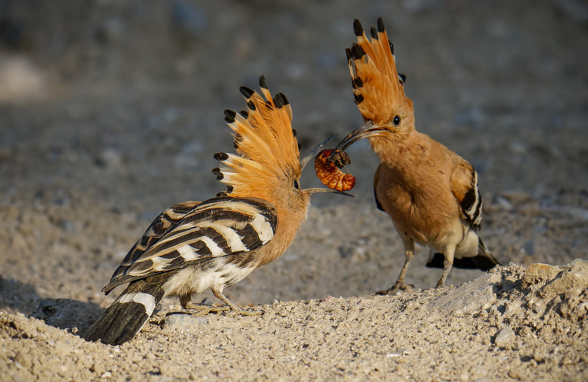 Foto Lazăr Constantin (35)