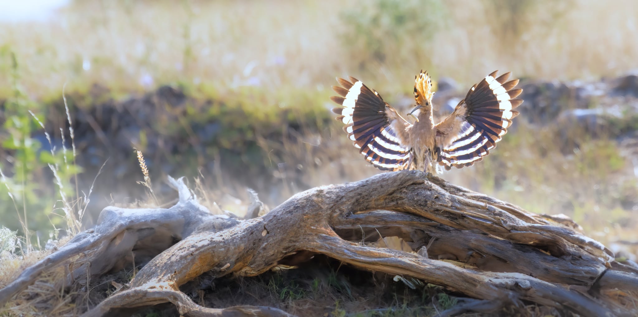 Foto Lazăr Constantin (36)