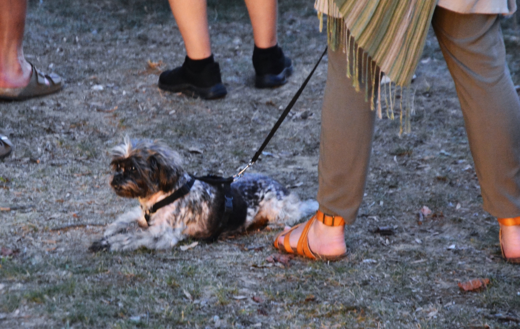 Horaţiu Mălăele la Muzeul Ţării Crişurilor (33)