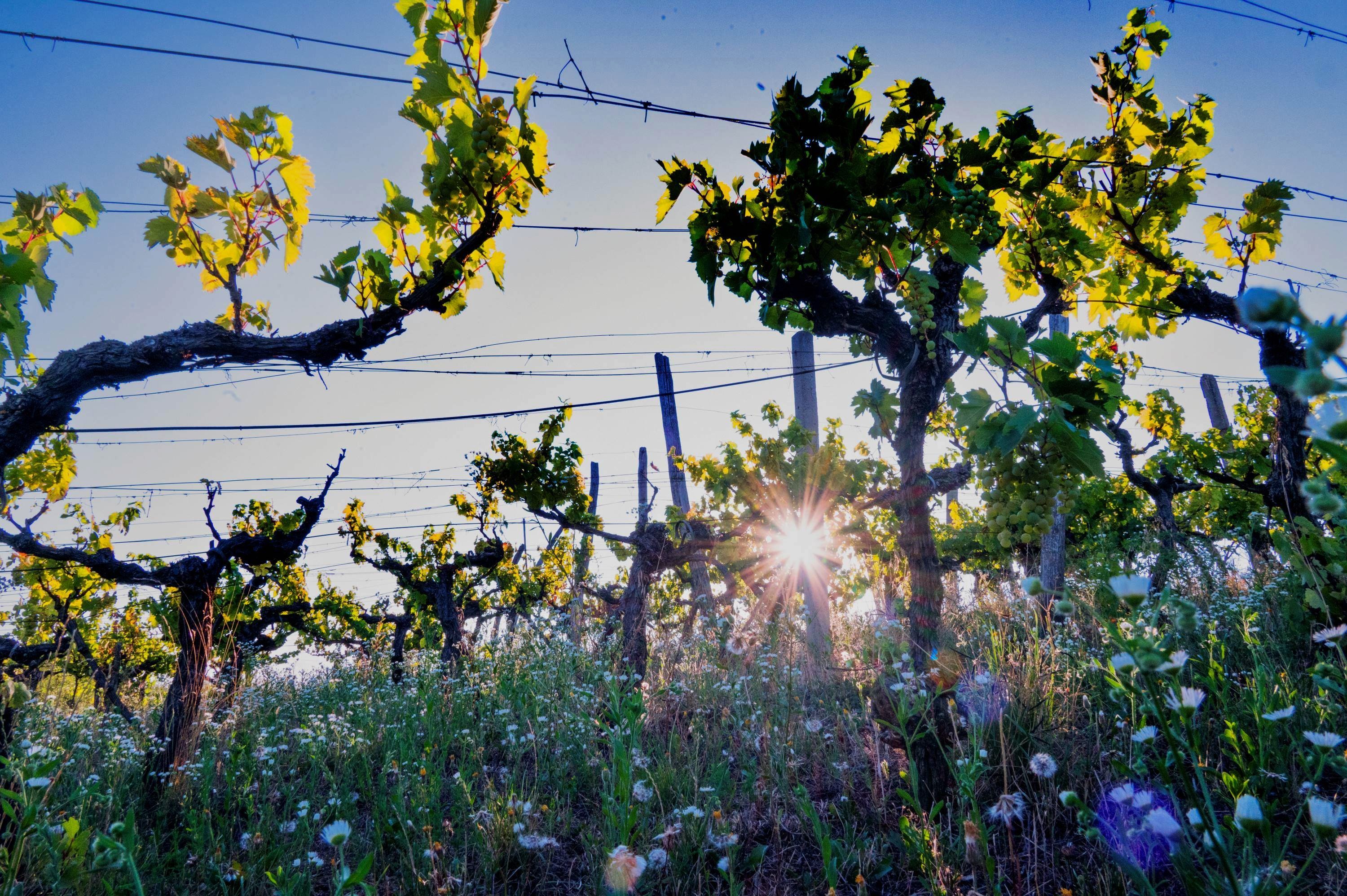 Foto Morvay-Szabó Edina EFIAP (RO) 01