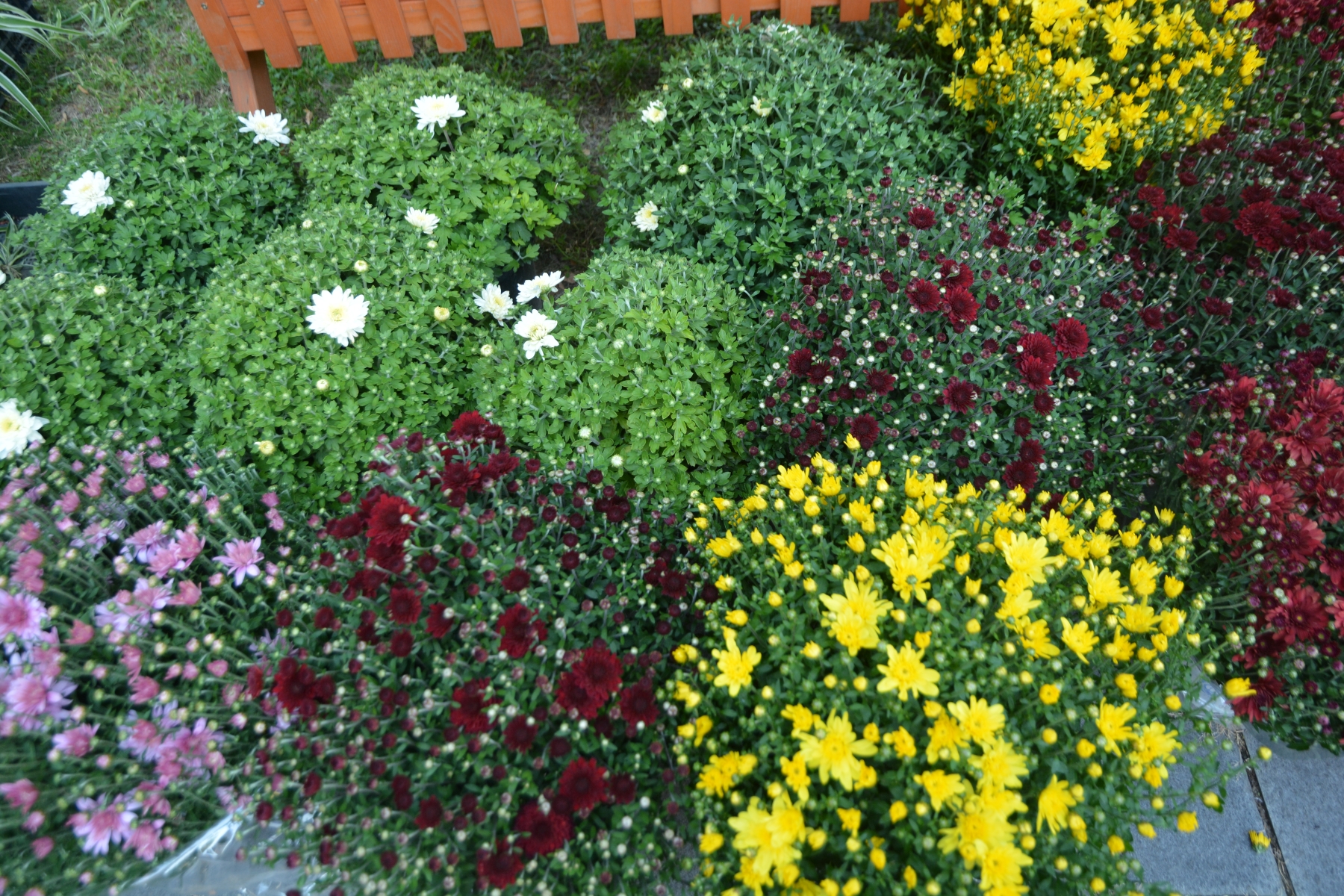 Gusturi şi tradiţii de Bihor (68)