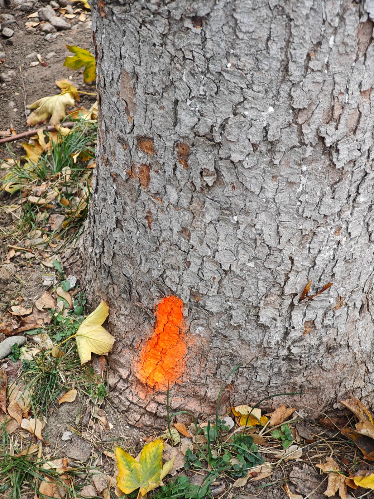 WhatsApp Image 2025-10-24 at 10.23.03