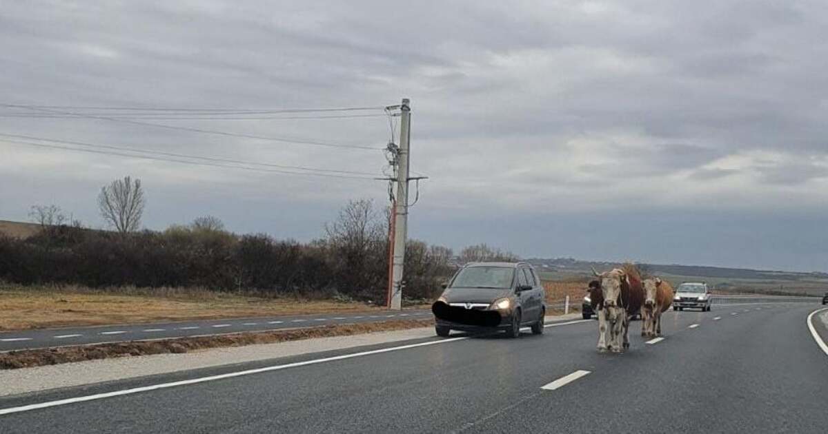 Noua centură din Biharia, inaugurată cu o defilare surprinzătoare de vaci!