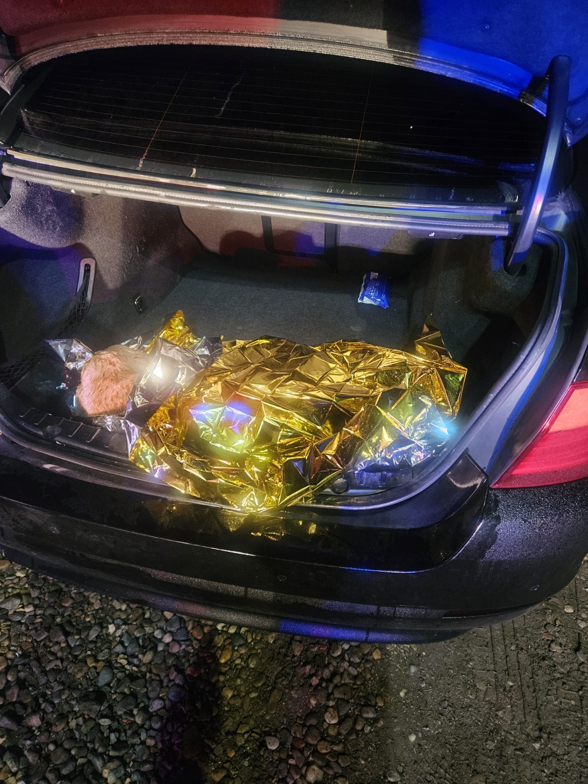 WhatsApp Image 2025-11-10 at 14.14.04 dog