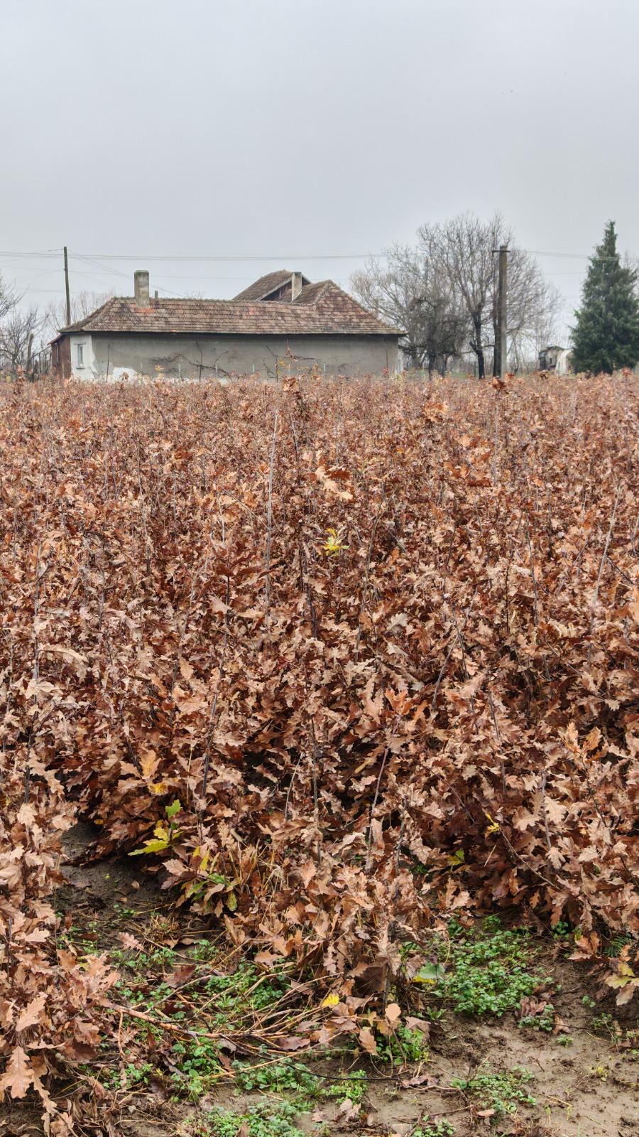 WhatsApp Image 2025-12-03 at 11.17.18