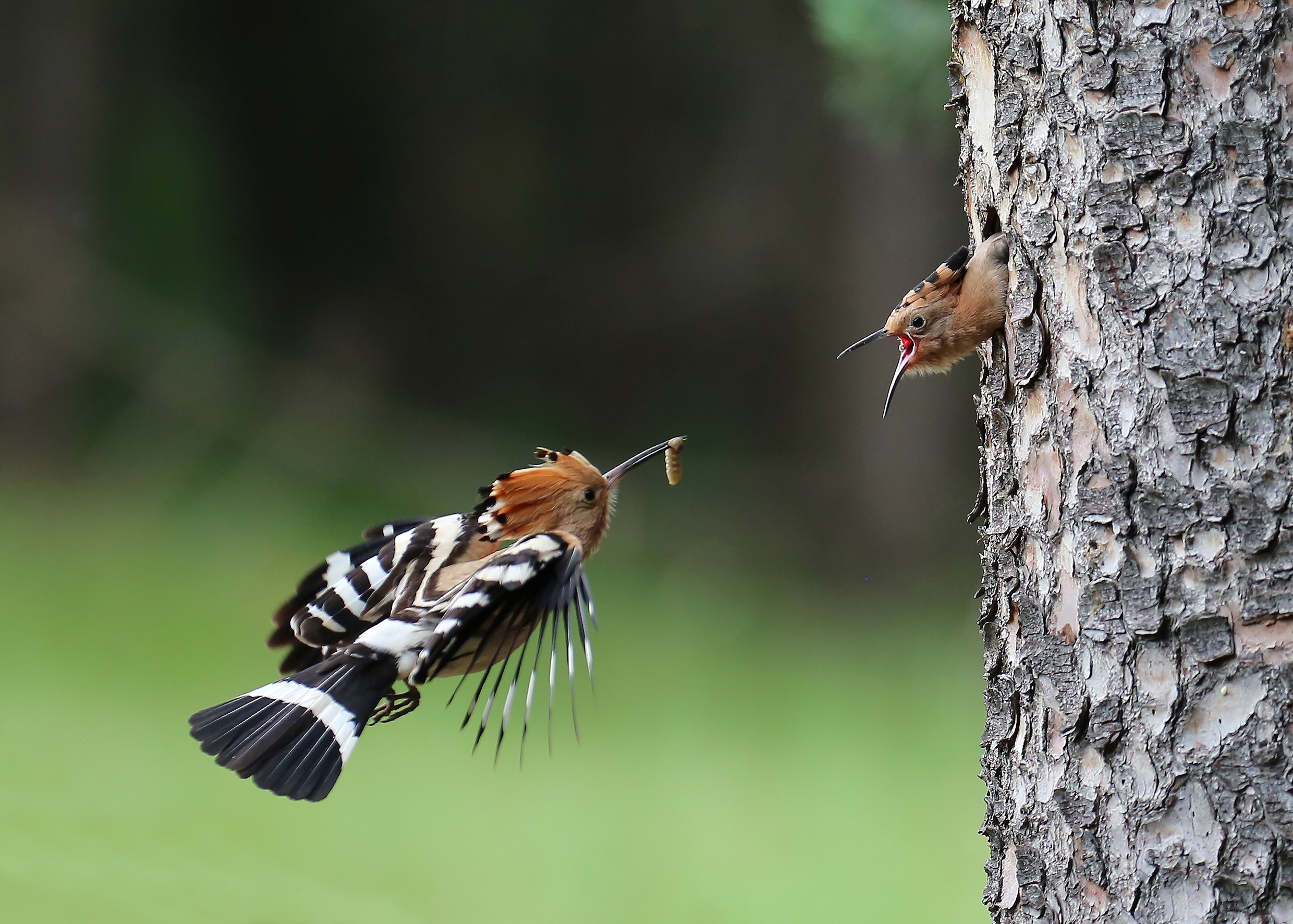 Foto Nagy Lajos EFIAPd3 (RO) - 05