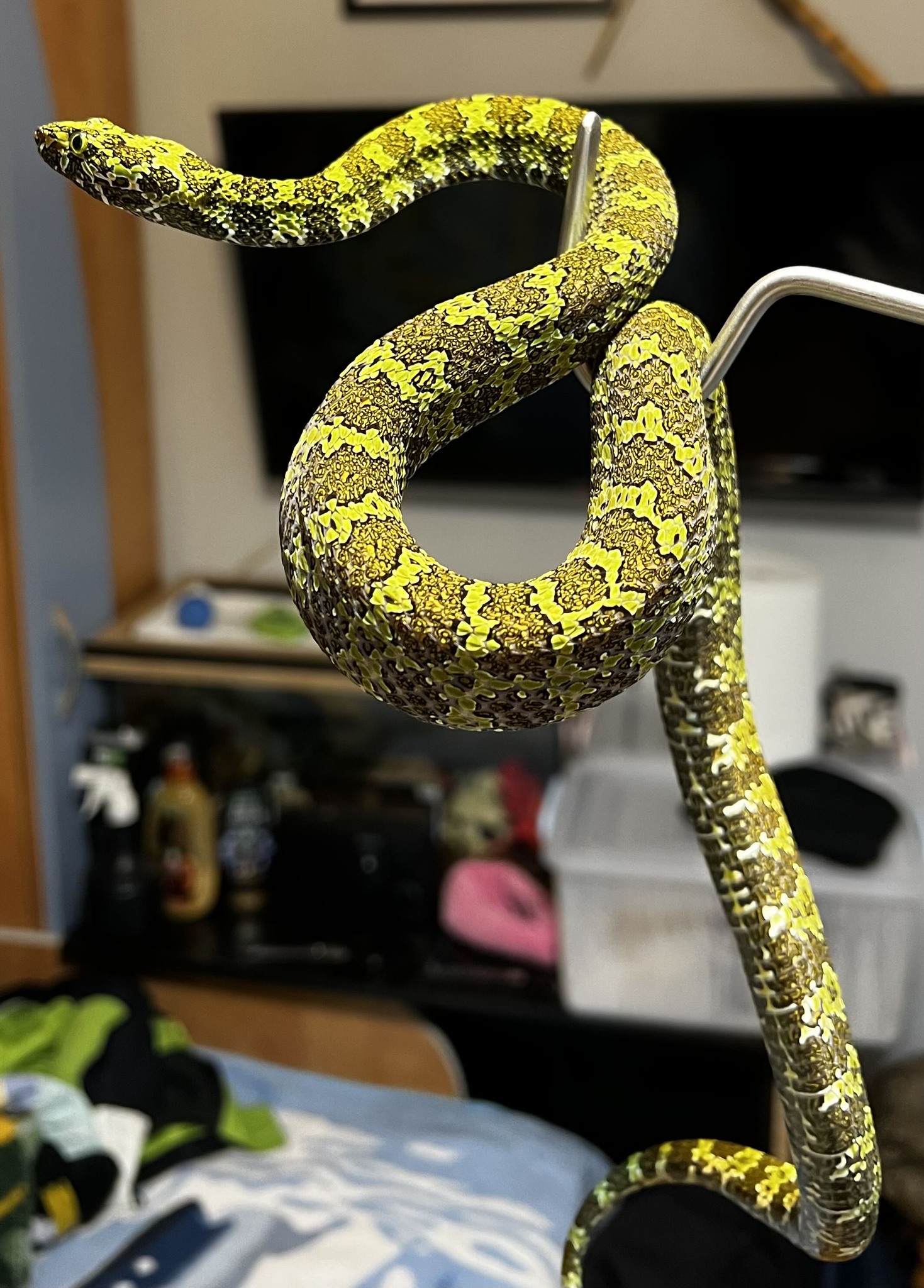 616401181_1198060955840613_3771378718726293345_n