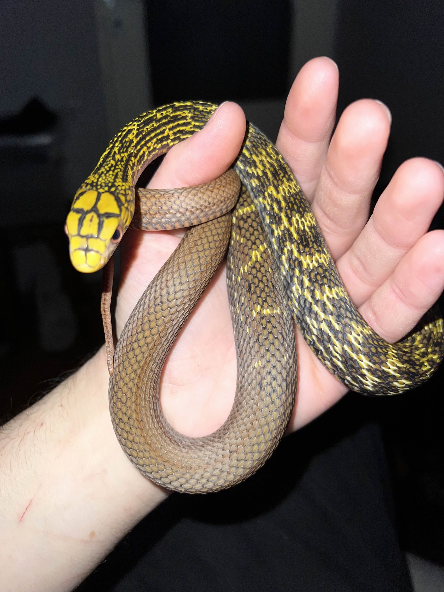 616146707_1198060975840611_313273074331975808_n