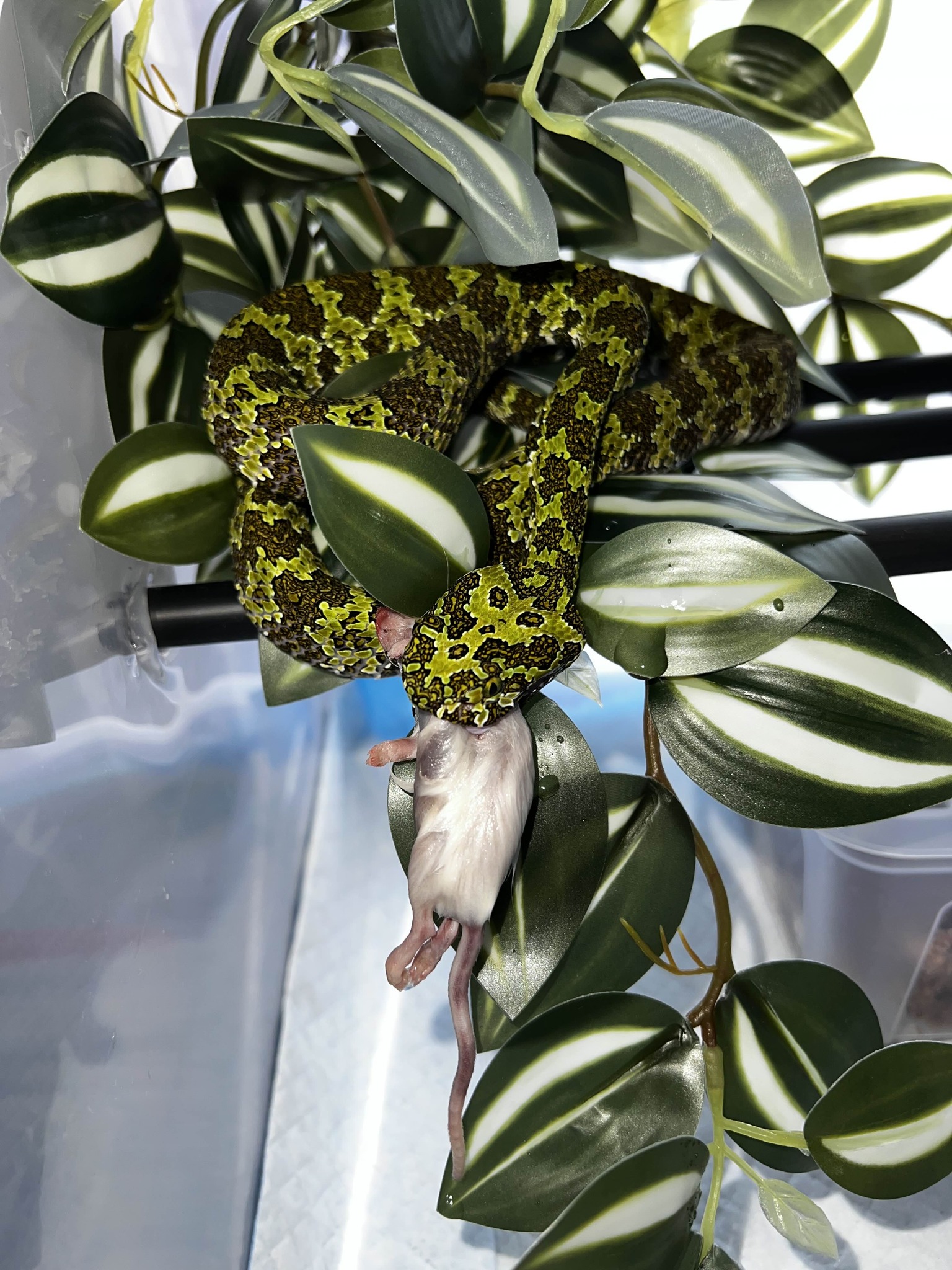 615942631_1198060379174004_4633262141429505218_n