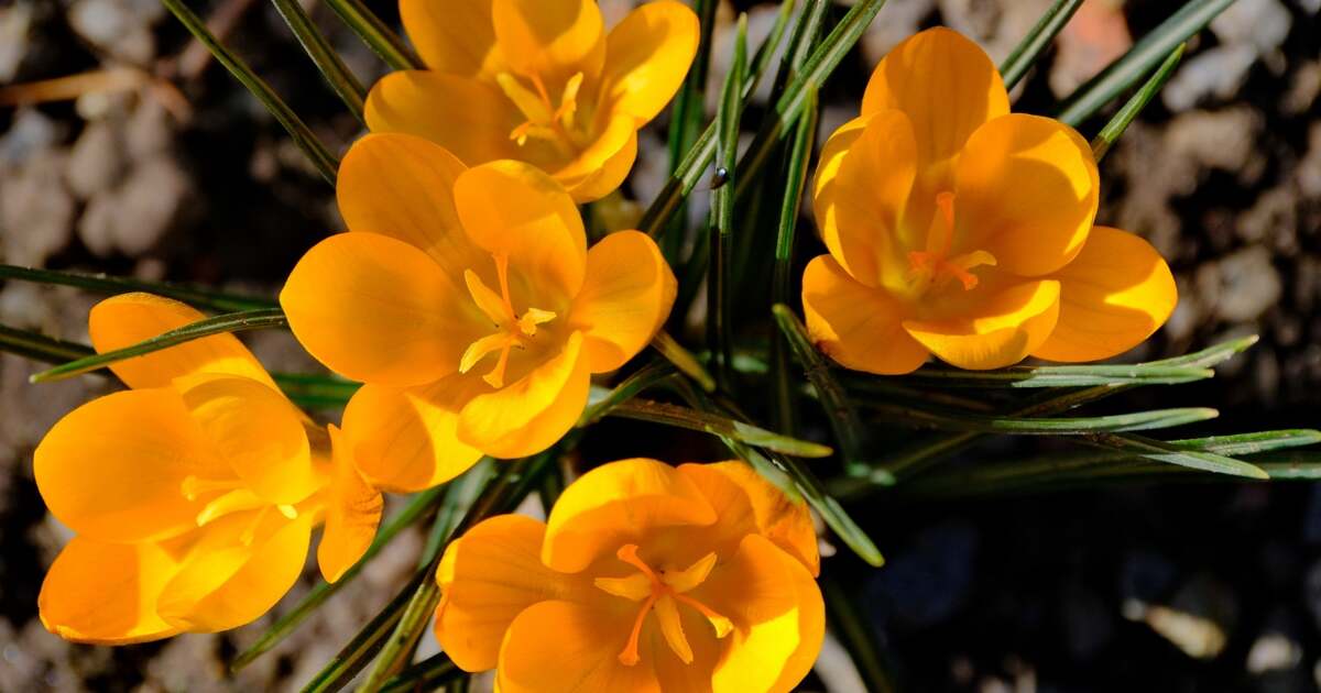 Ce evenimente interesante ne așteaptă astăzi, 4 martie, în Oradea?