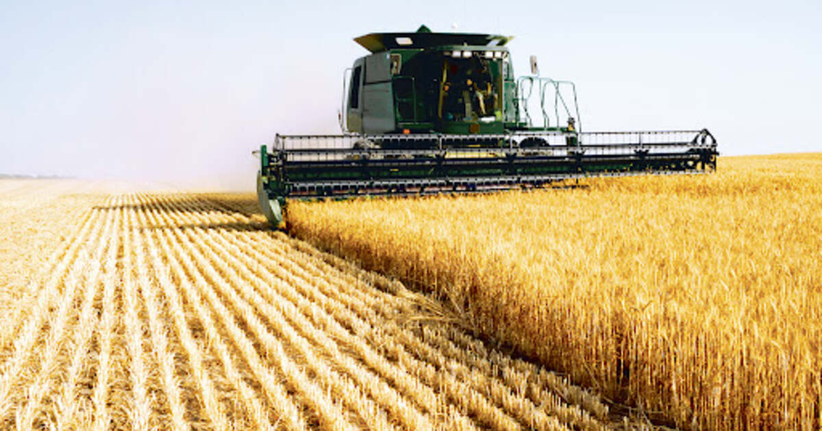 Cercetare penală: Producător de cereale din Bihor și administratorul, acuzați de înșelăciune