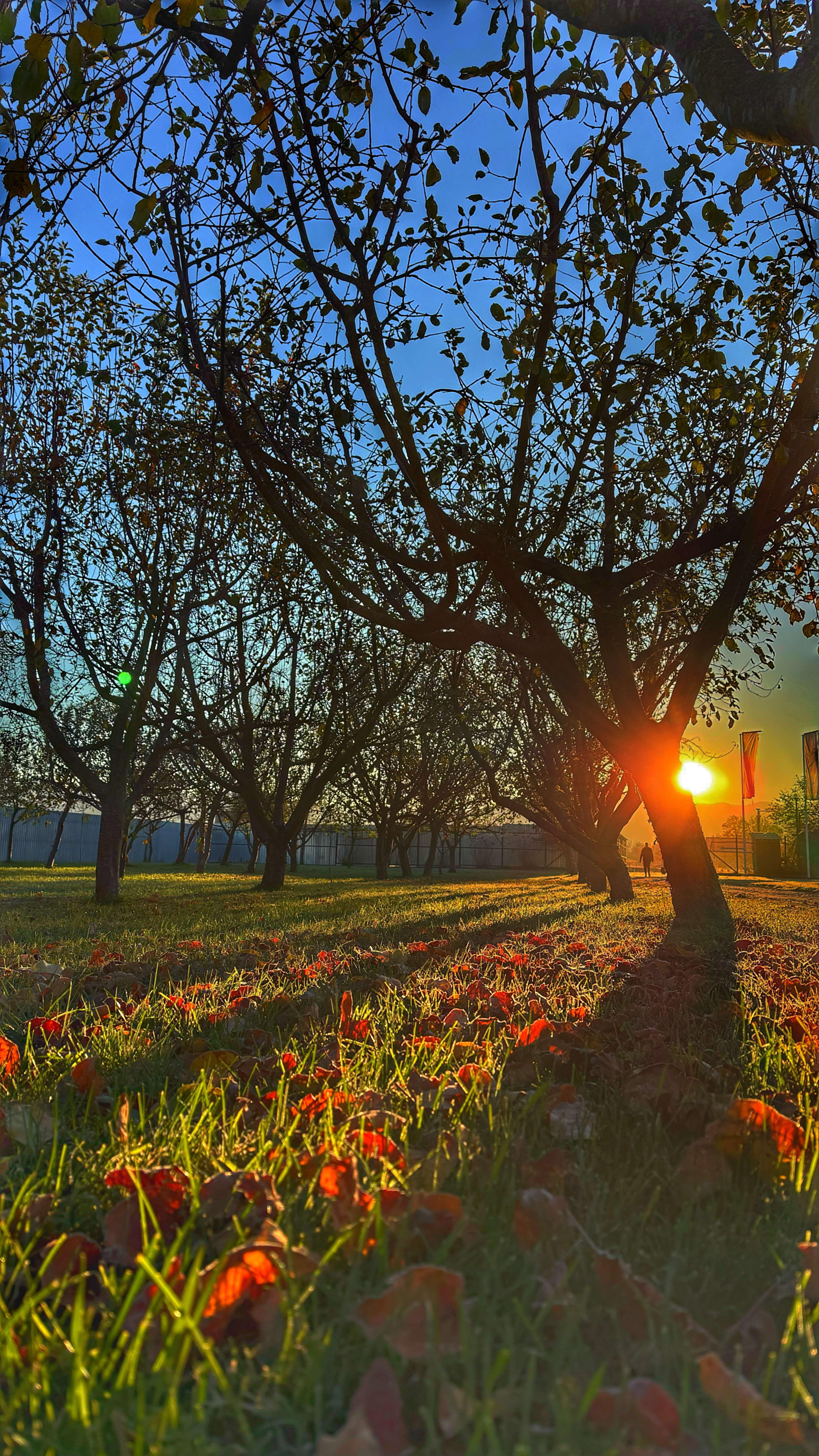 DIMINEATA LA AROMA PLANT