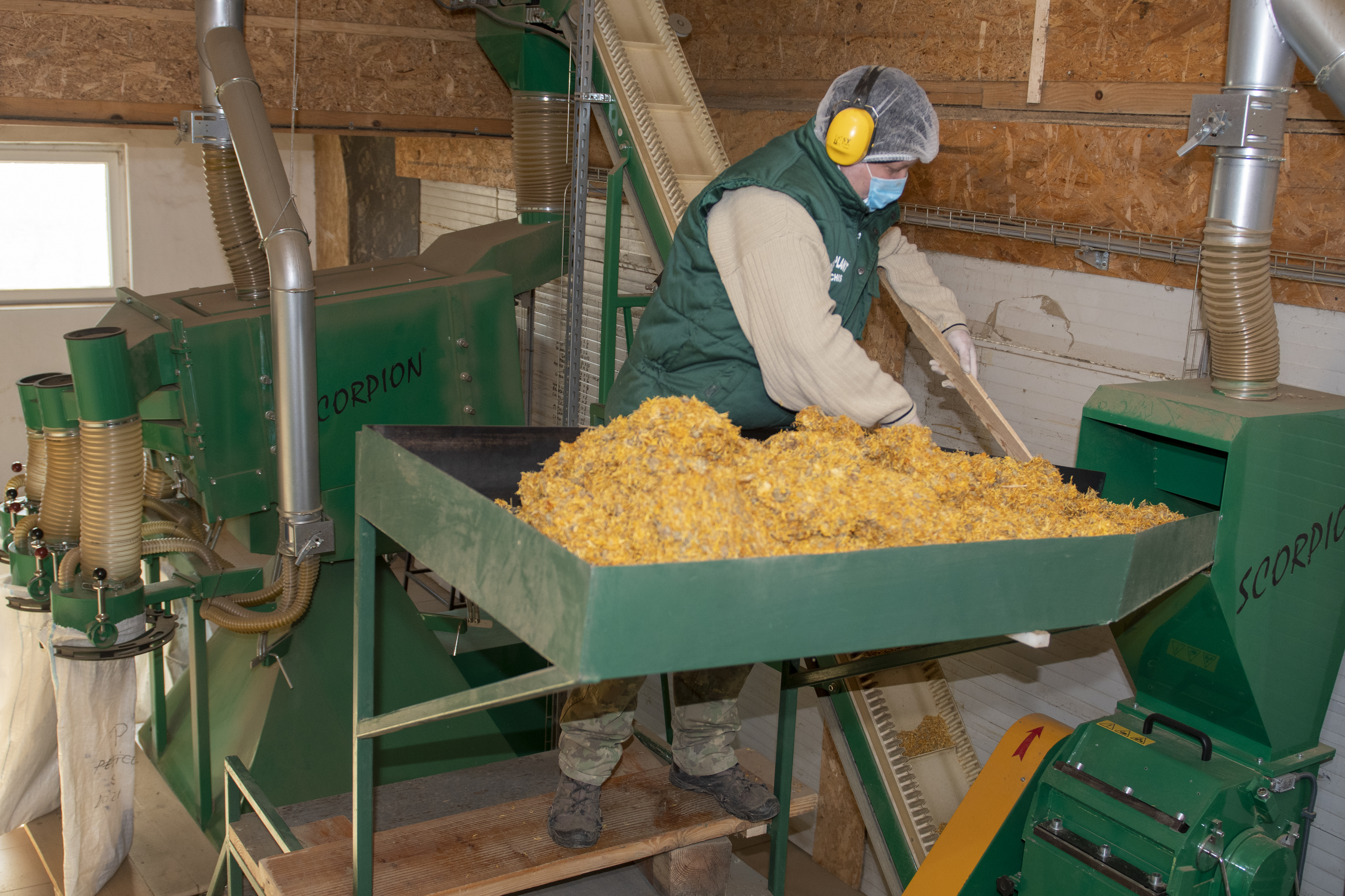 MARUNTIREA PLANTELOR USCATE