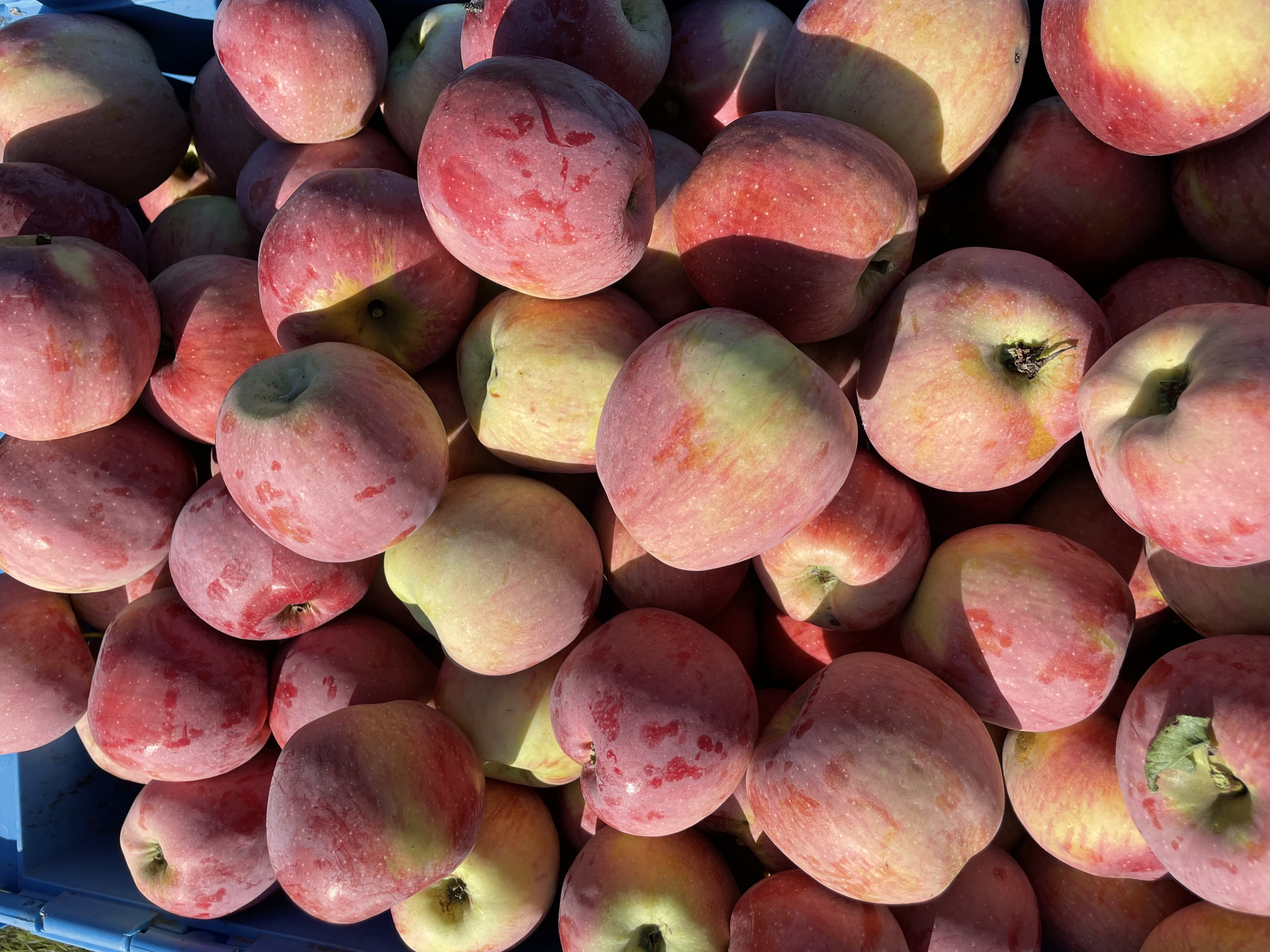 MERELE PROASPAT RECOLTATE