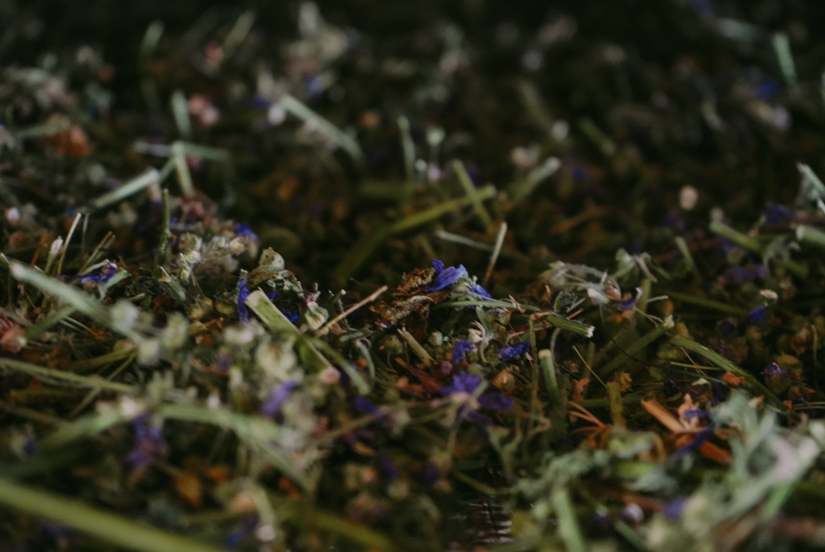 PLANTA PROASPAT RECOLTATA (2)