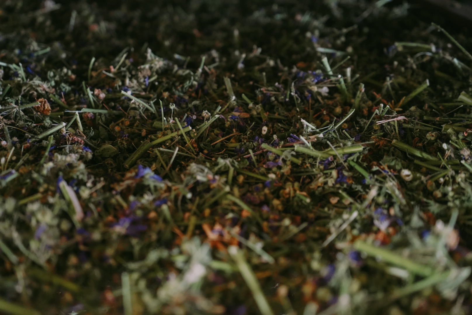 PLANTA PROASPAT RECOLTATA (4)