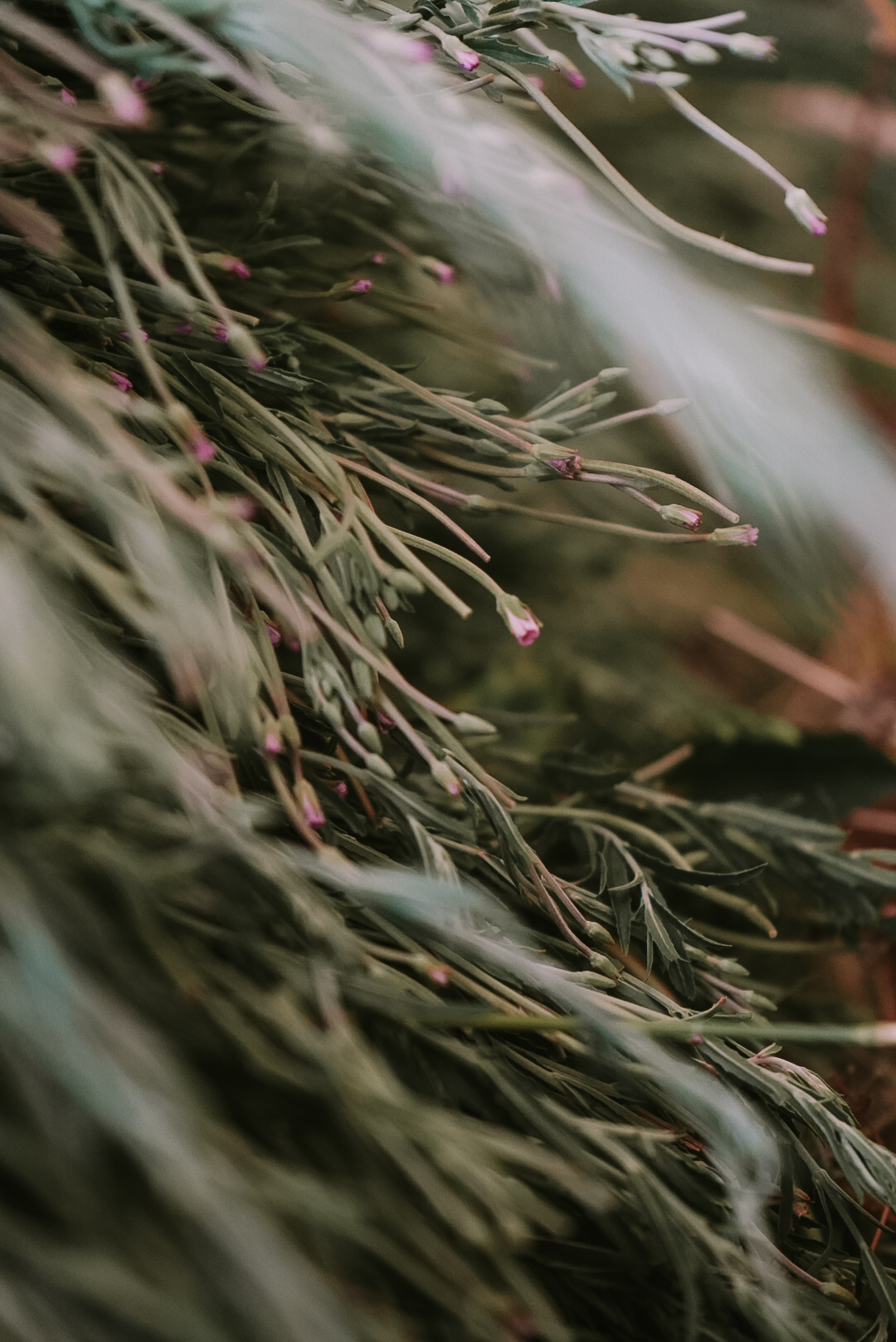 PLANTA PROASPAT RECOLTATA (5)