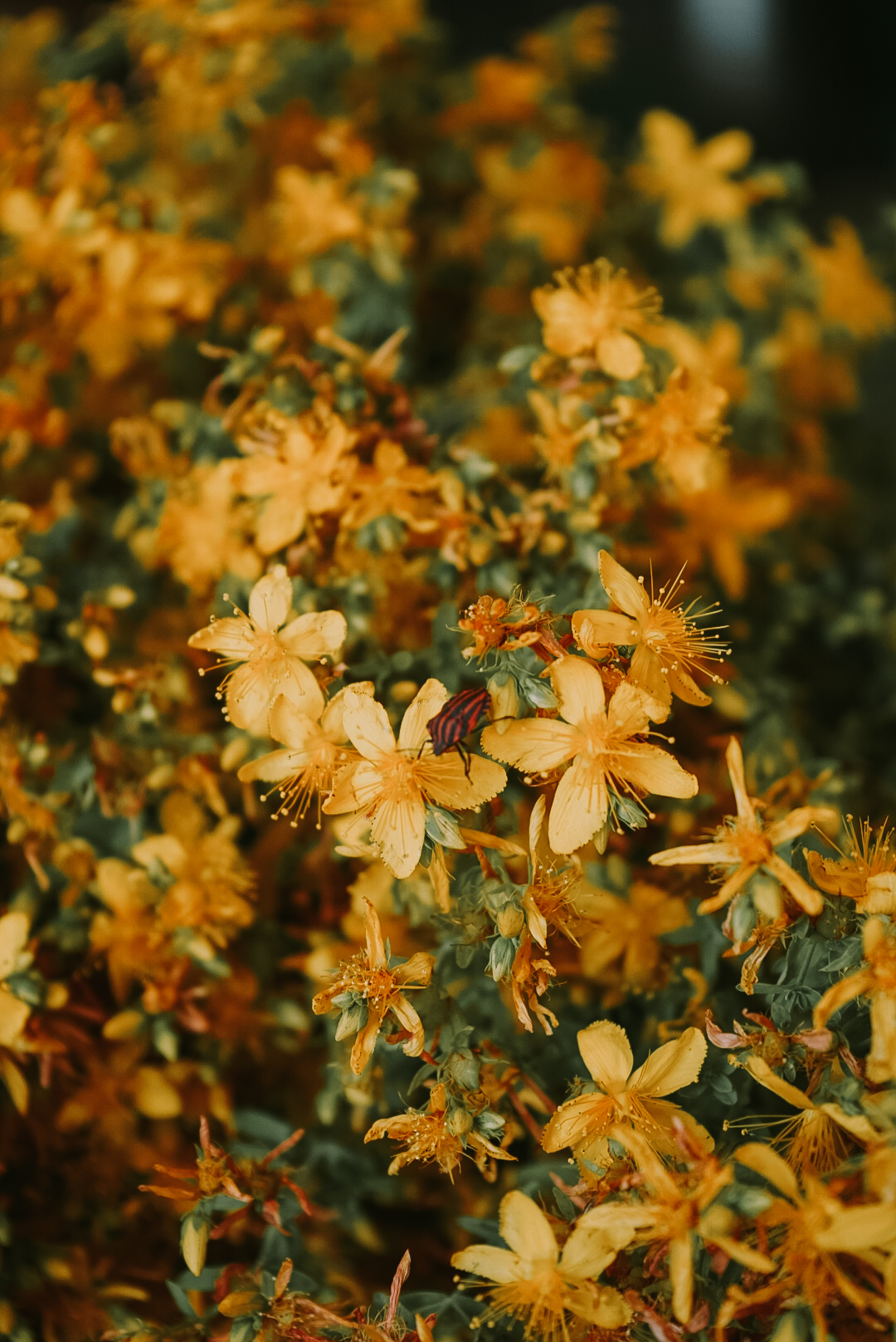 PLANTA PROASPAT RECOLTATA (6)