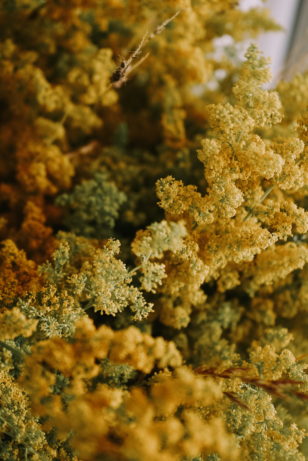 PLANTA PROASPAT RECOLTATA