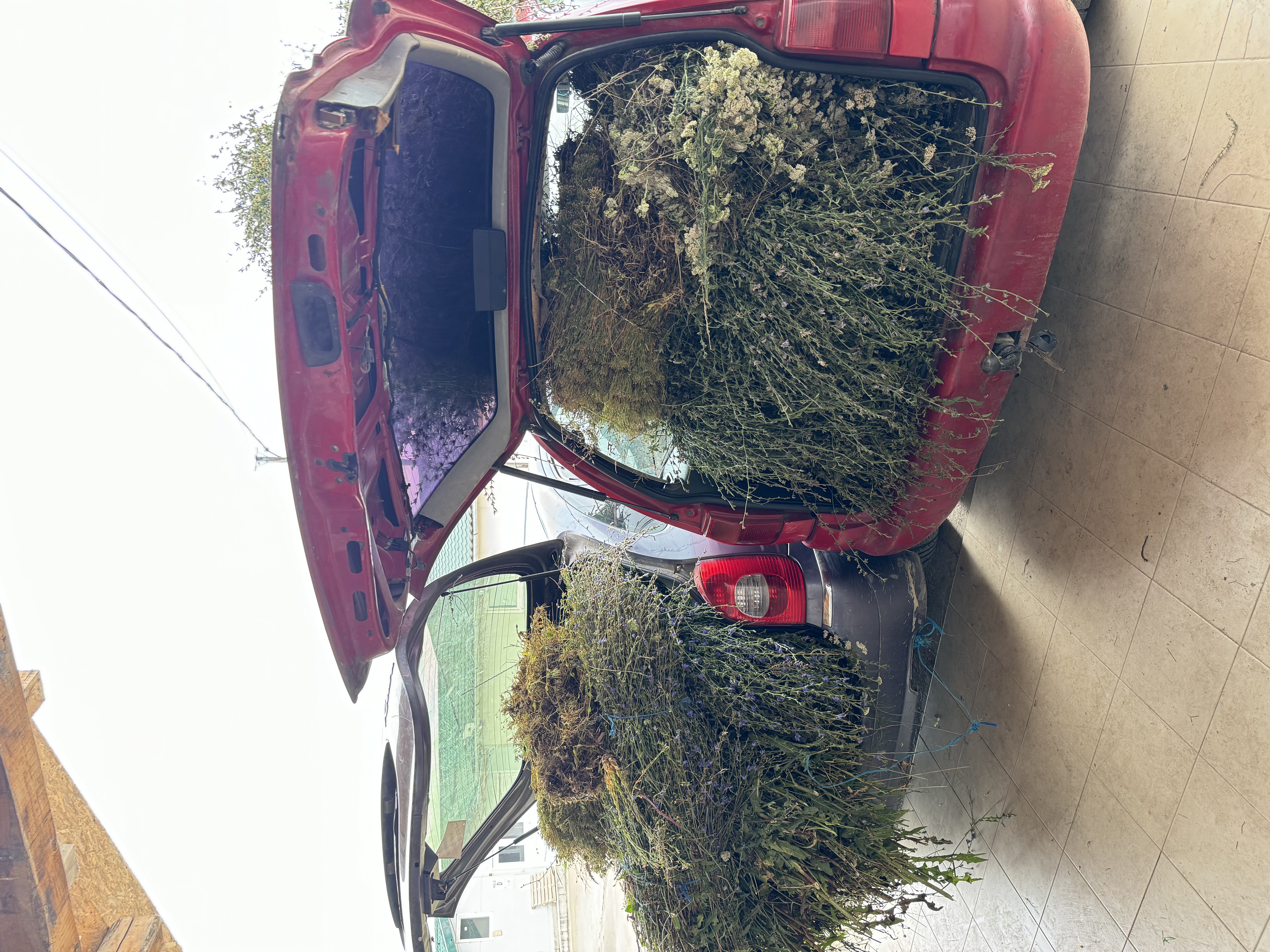 PLANTELE RECOLTATE DE CATRE CULEGATORII NOSTRI