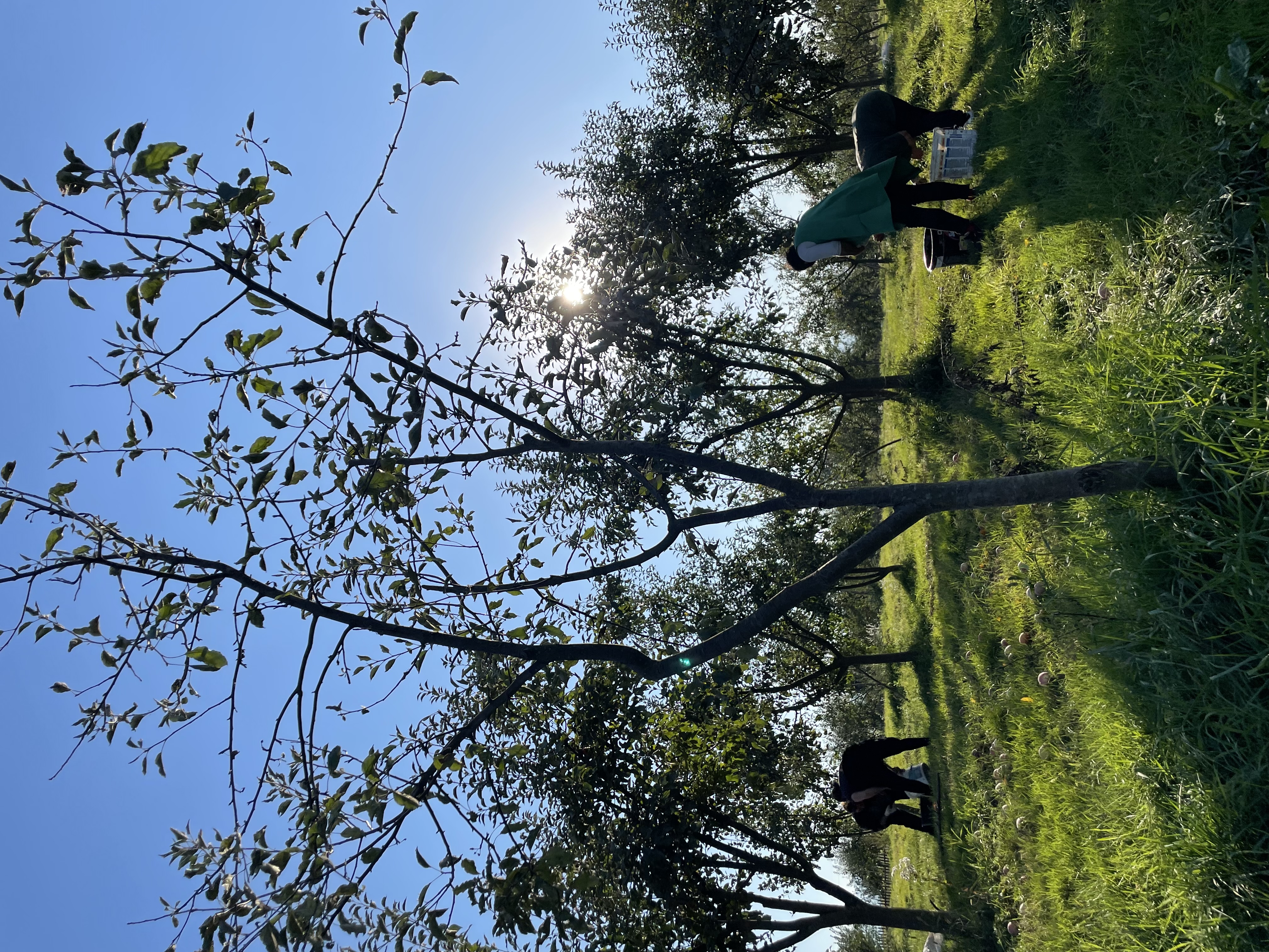 RECOLTAREA MERELOR SEPTEMBRIE