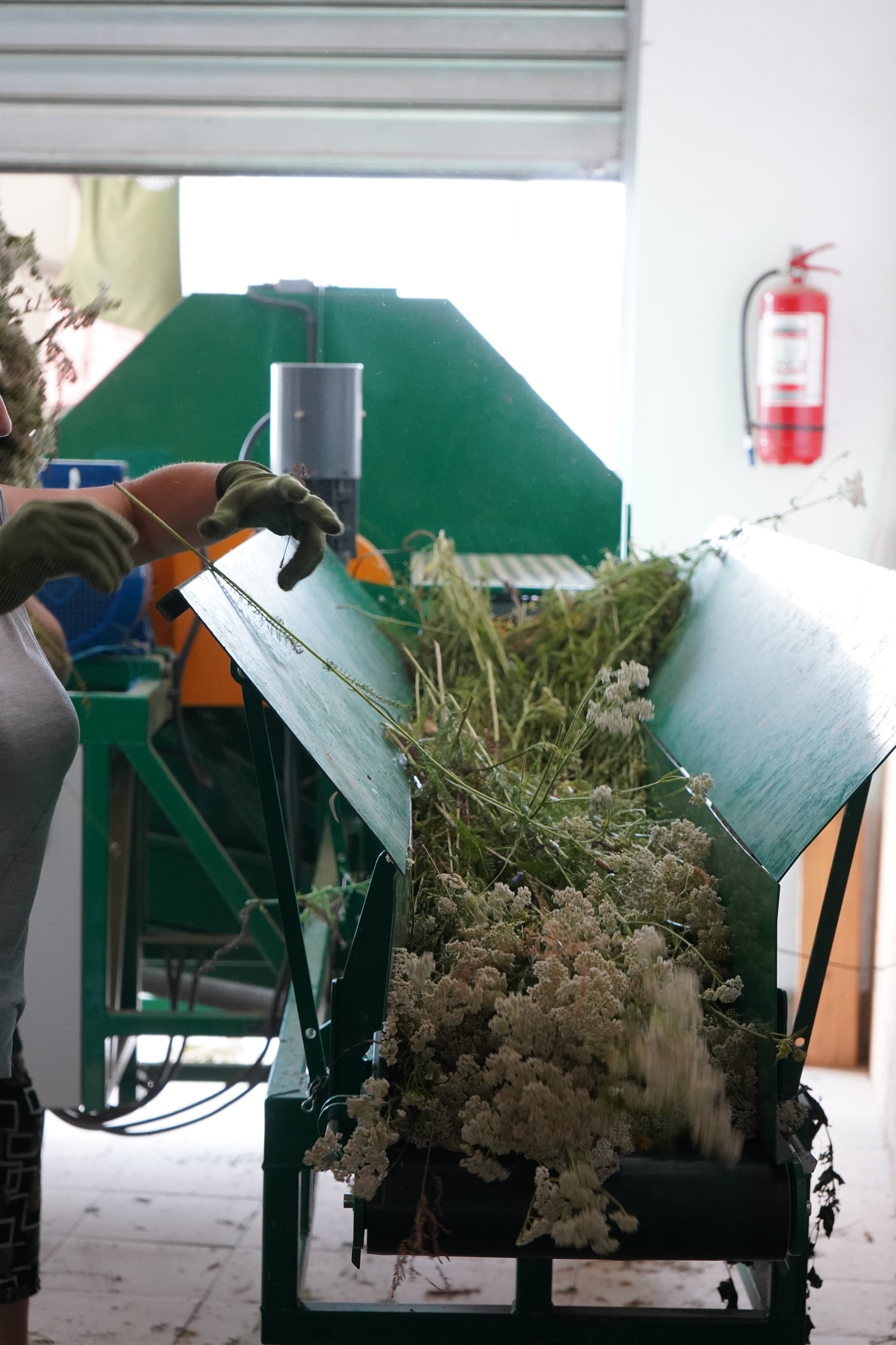 TAIEREA PLANTELOR PROASPAT RECOLTATE