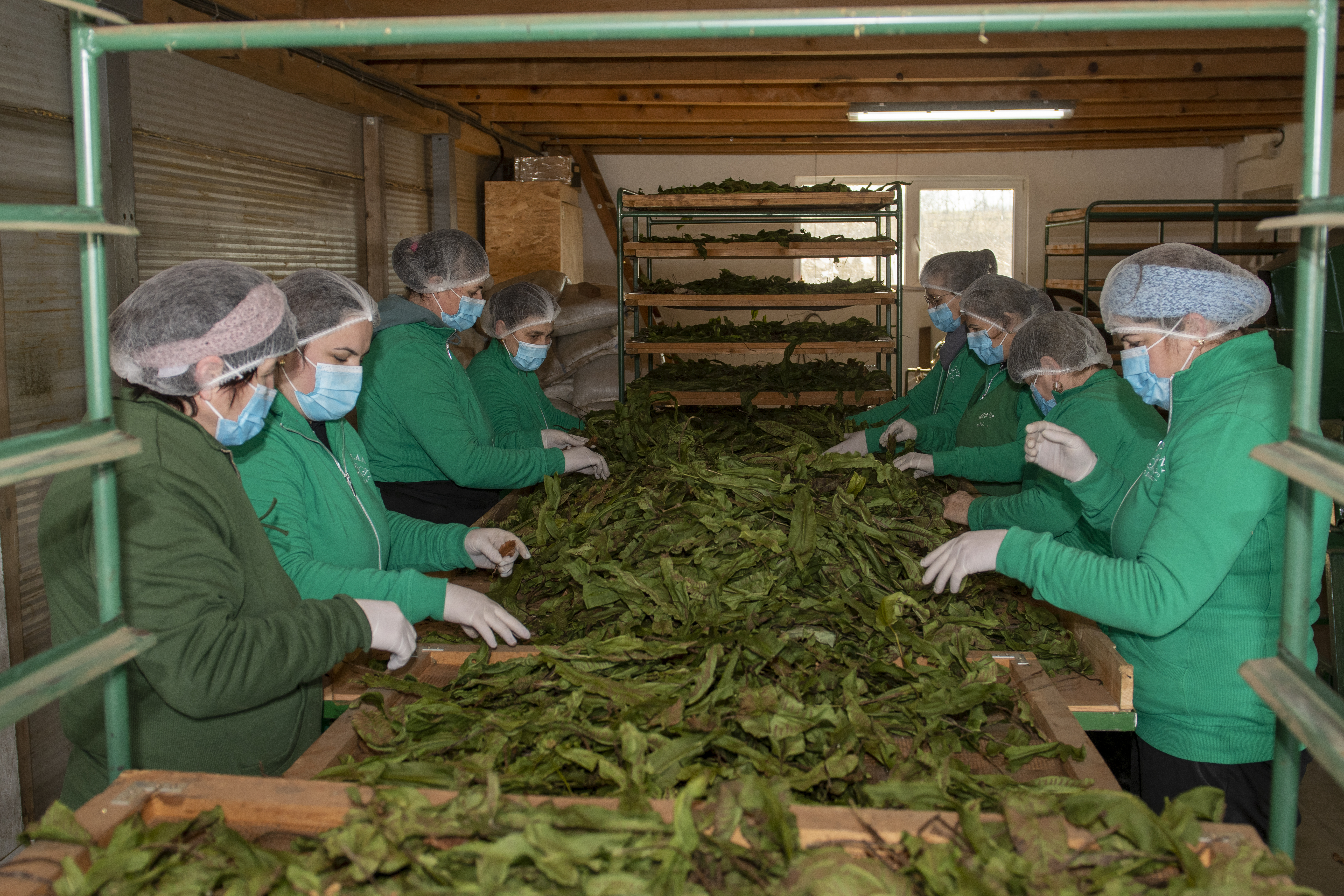 VERIFICAREA IMPURITATILOR DIN PLANTELE PROASPAT RECOLTATE