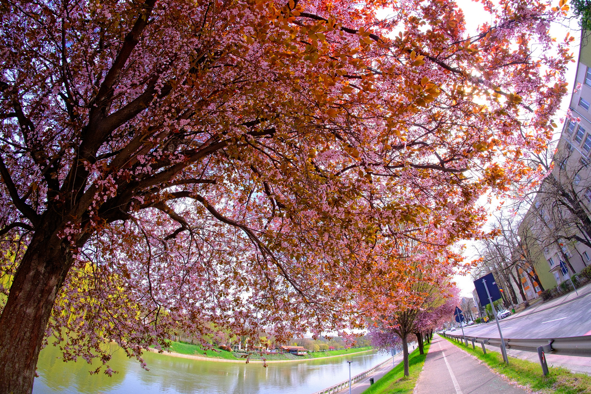 ciresi-japonezi-oradea-18