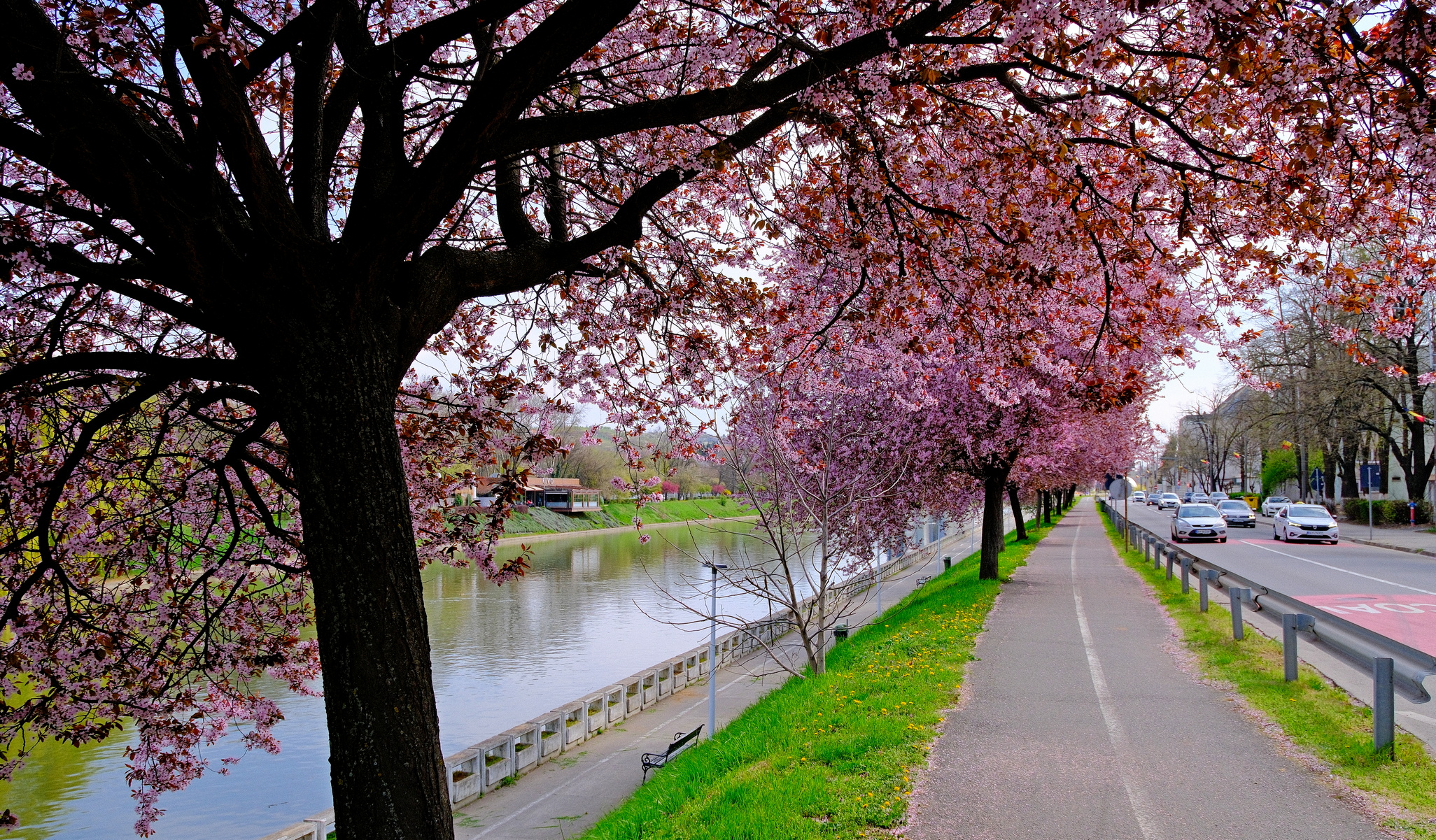 ciresi-japonezi-oradea-19