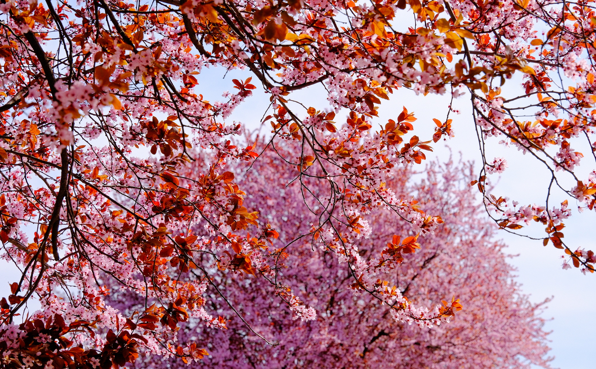 ciresi-japonezi-oradea-21