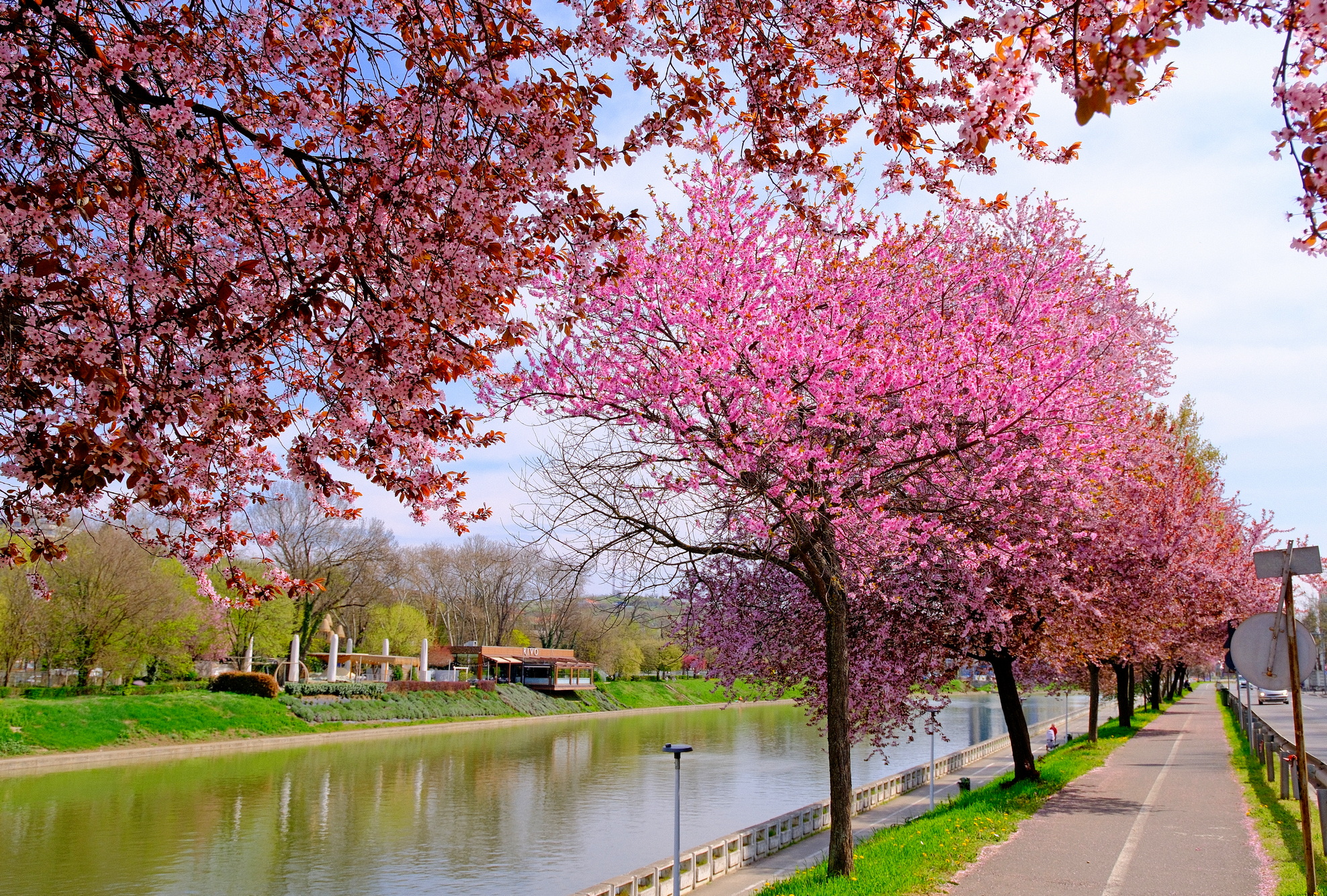 ciresi-japonezi-oradea-22