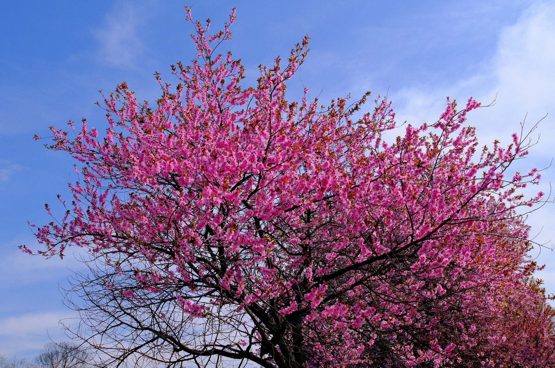 ciresi-japonezi-oradea-23