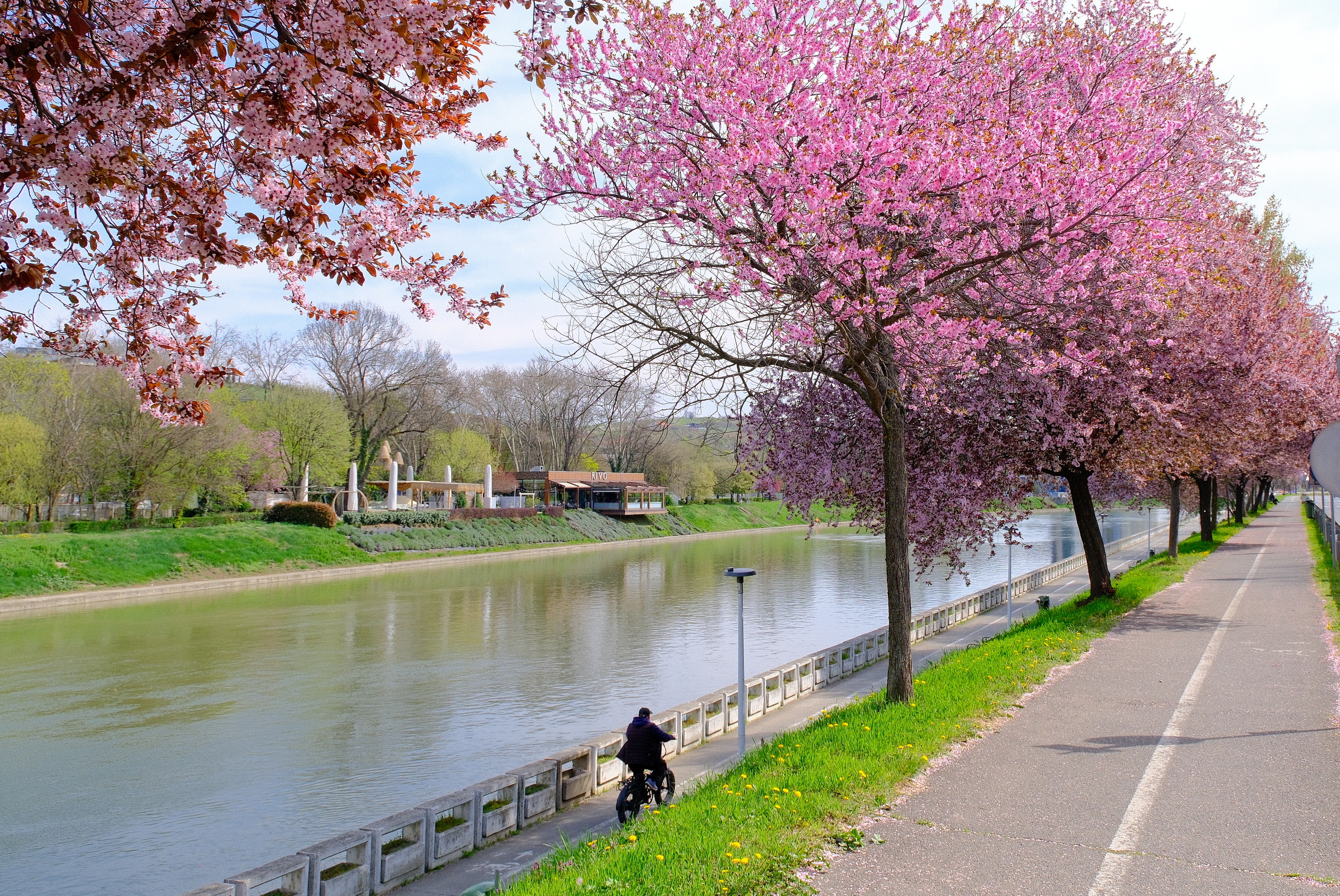 ciresi-japonezi-oradea-24