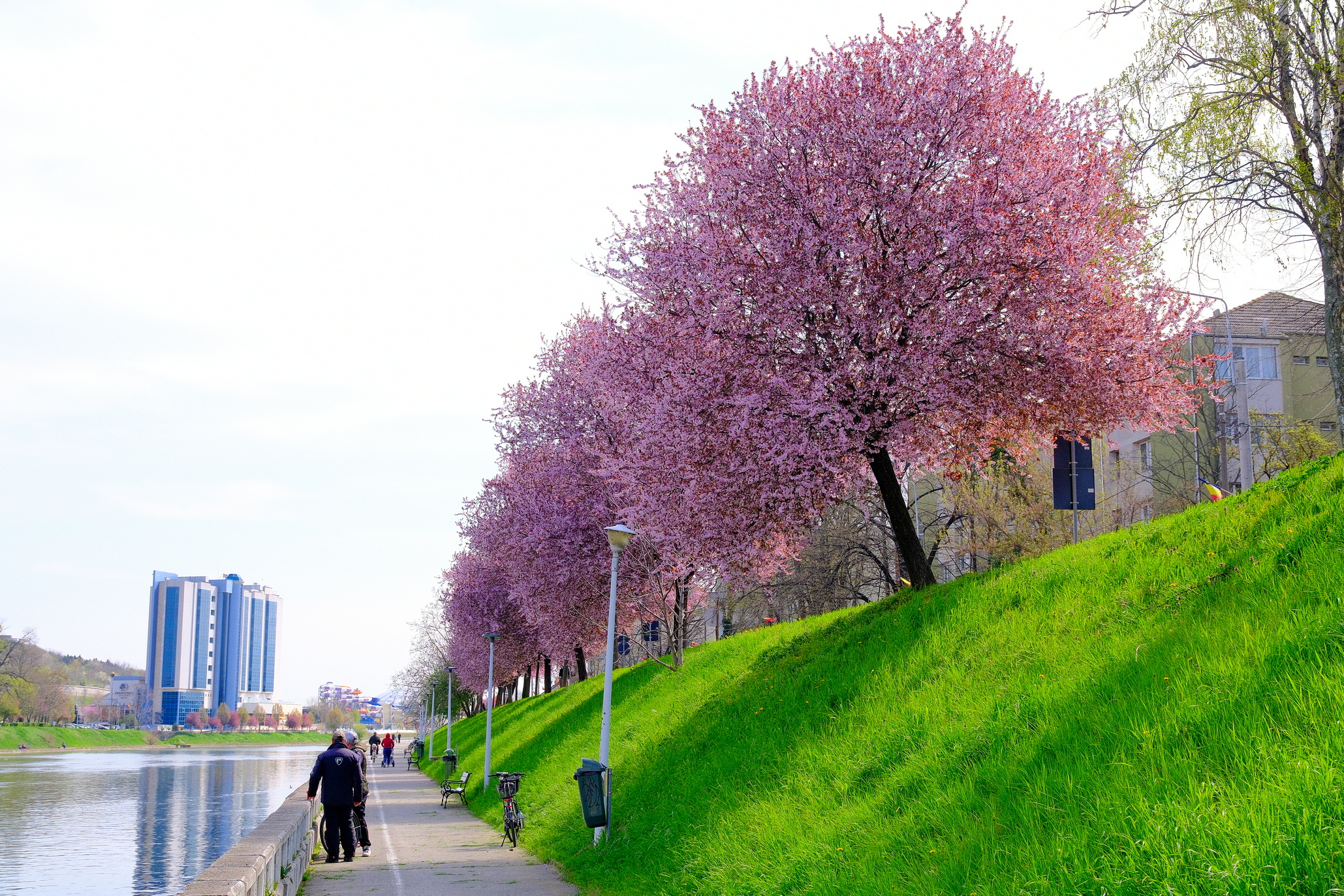 ciresi-japonezi-oradea-25