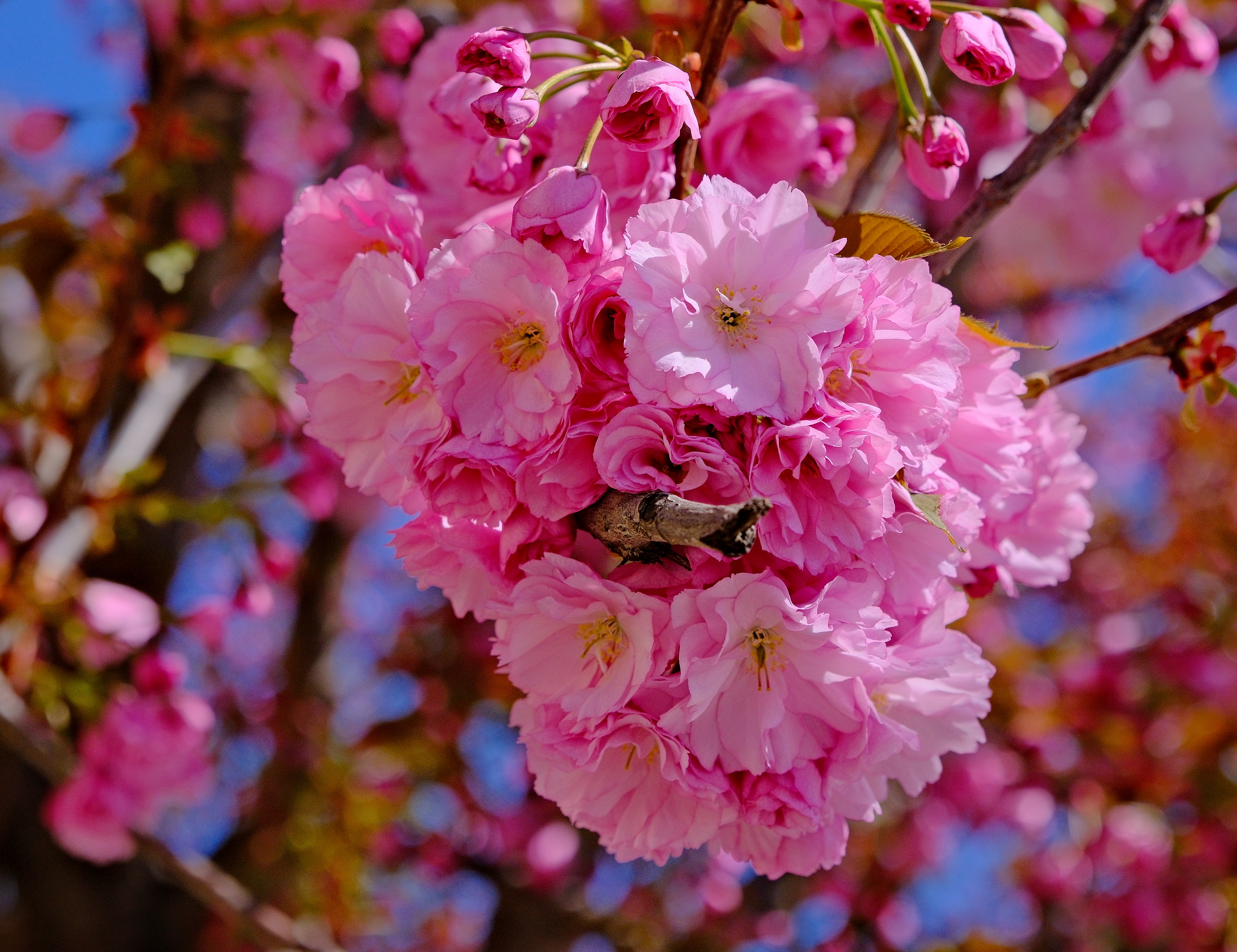 ciresi-japonezi-oradea-26