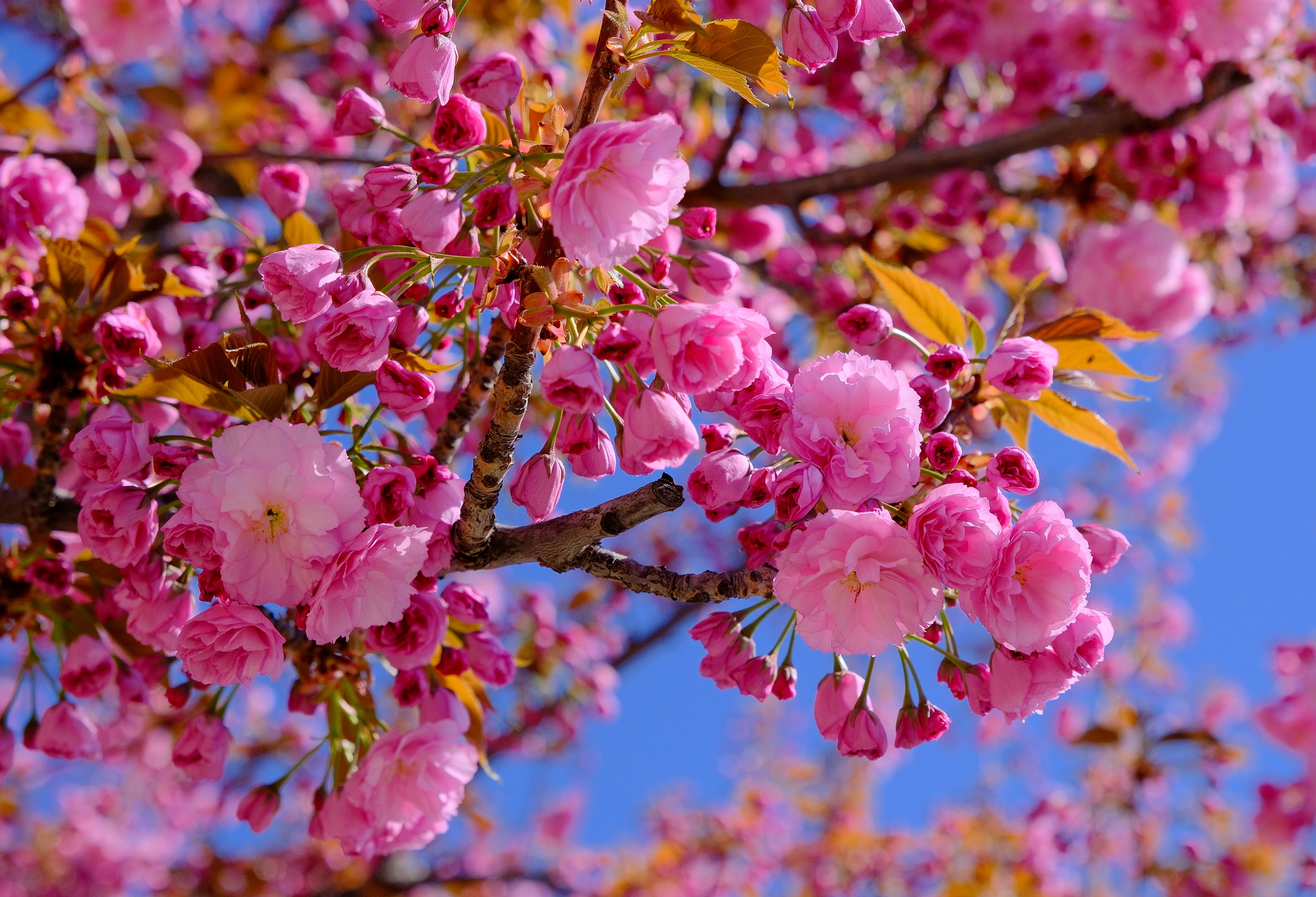 ciresi-japonezi-oradea-27