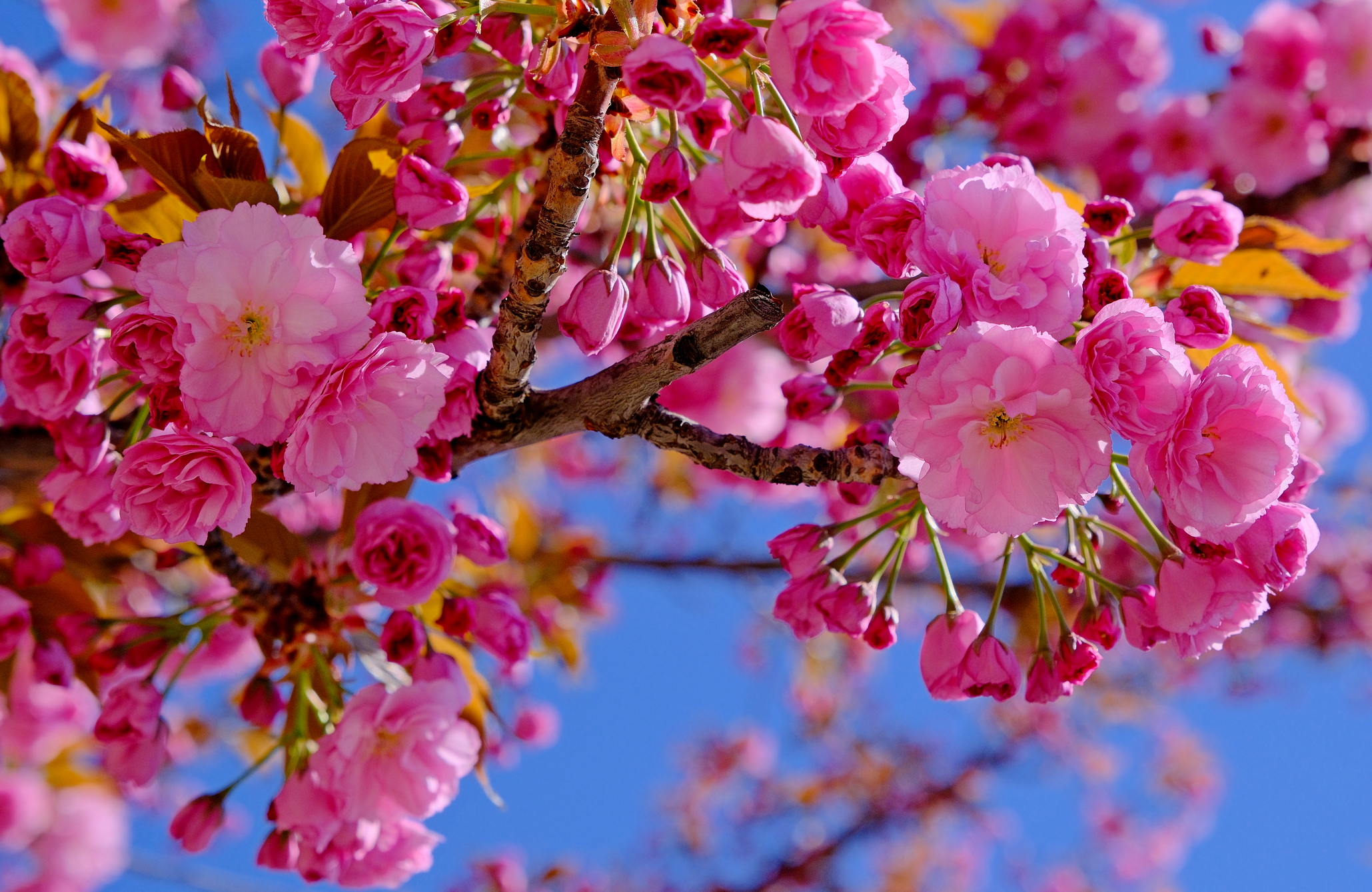 ciresi-japonezi-oradea-28