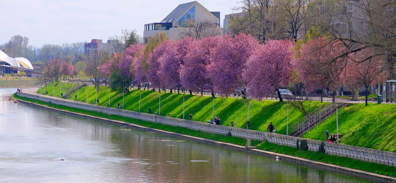 ciresi-japonezi-oradea-1