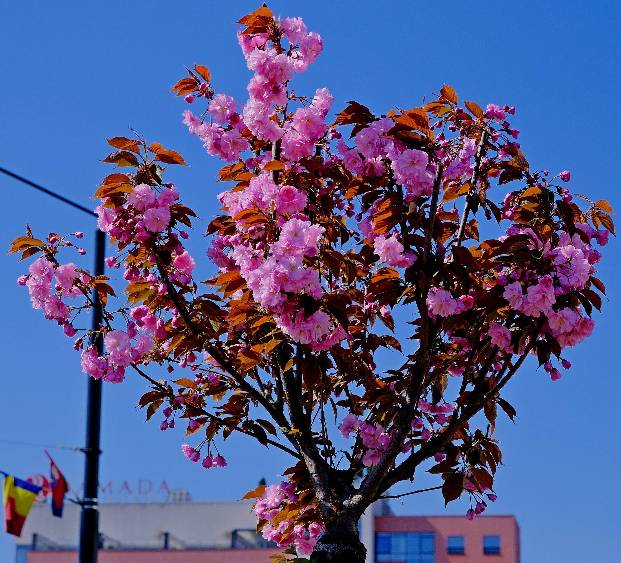 ciresi-japonezi-oradea-2