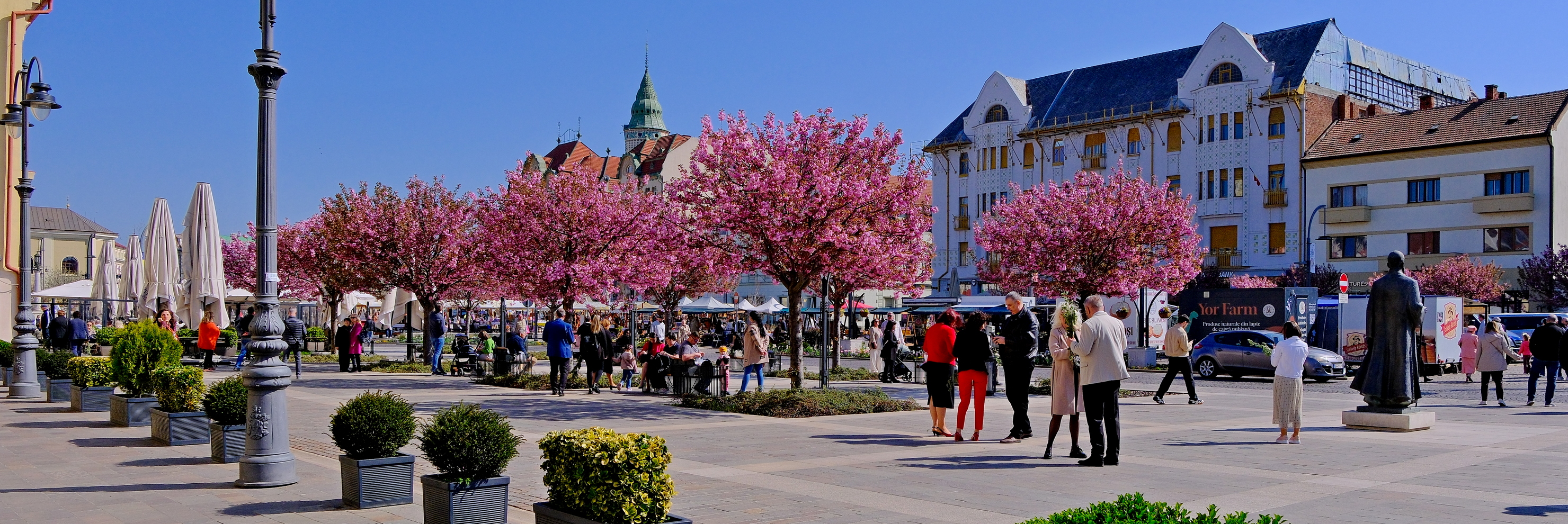 ciresi-japonezi-oradea-3