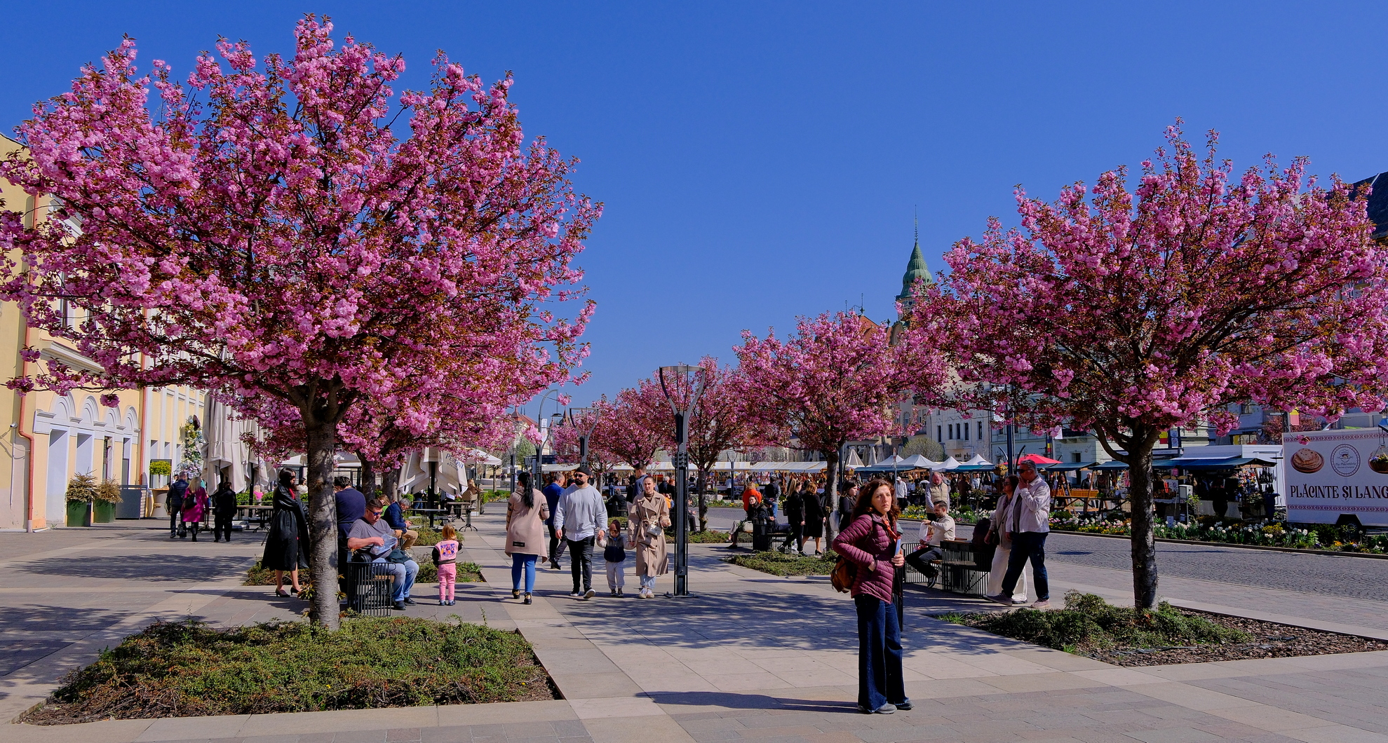 ciresi-japonezi-oradea-4