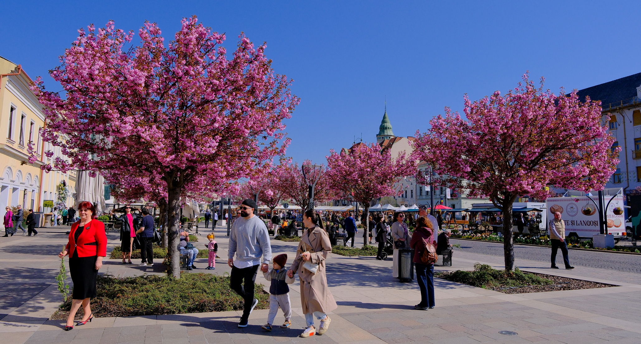 ciresi-japonezi-oradea-5