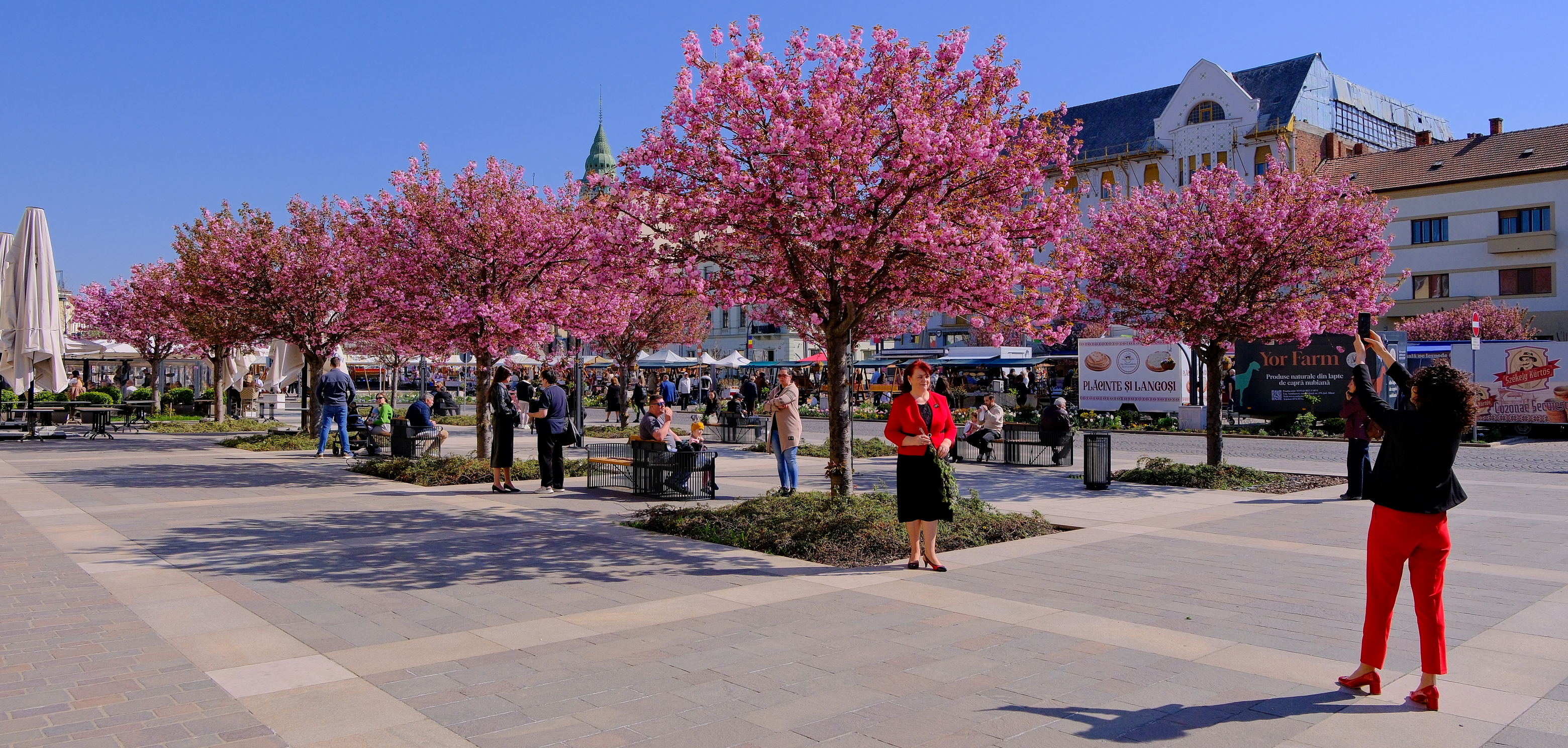 ciresi-japonezi-oradea-6