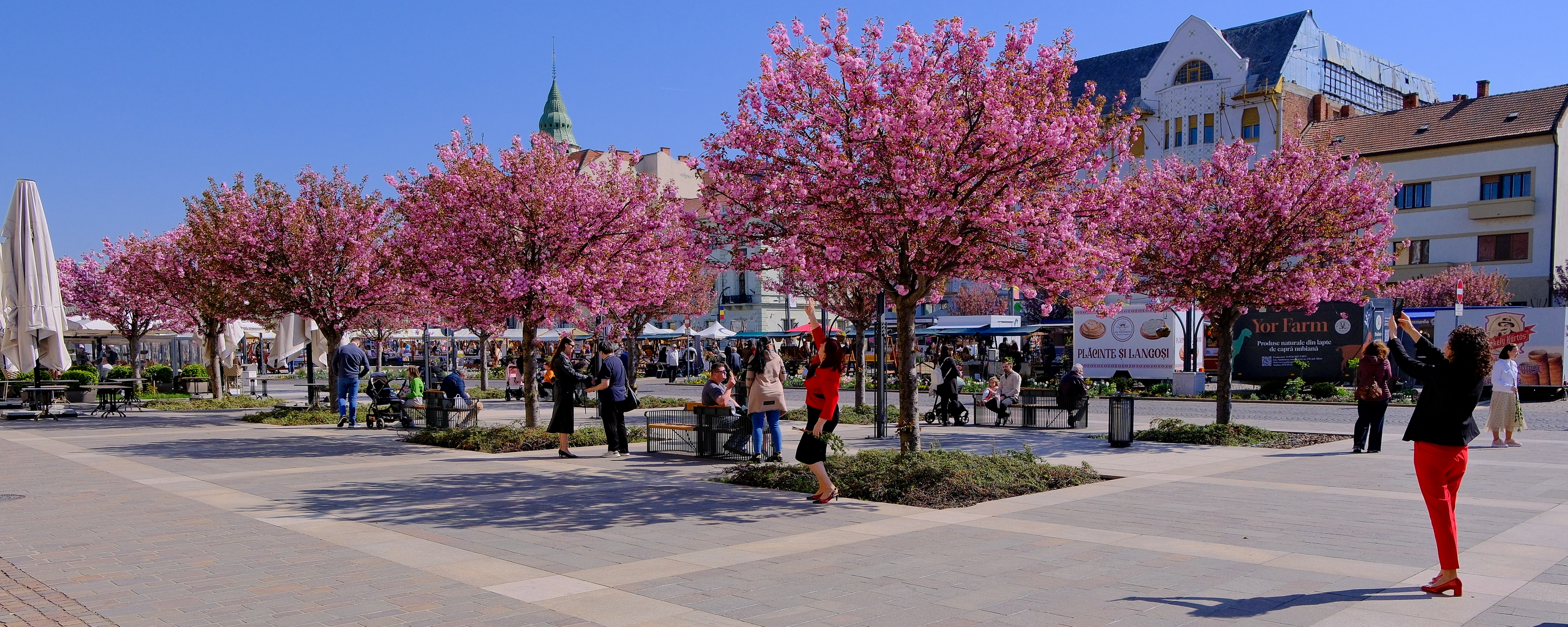 ciresi-japonezi-oradea-7