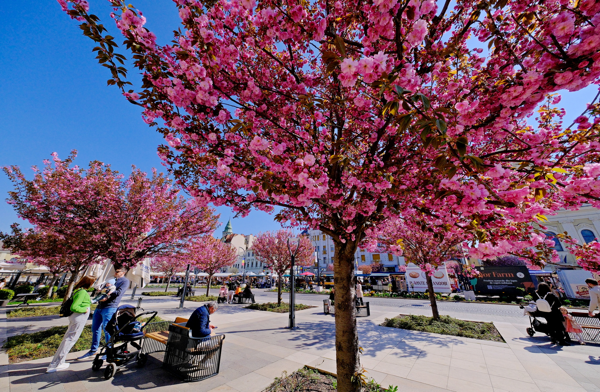 ciresi-japonezi-oradea-8