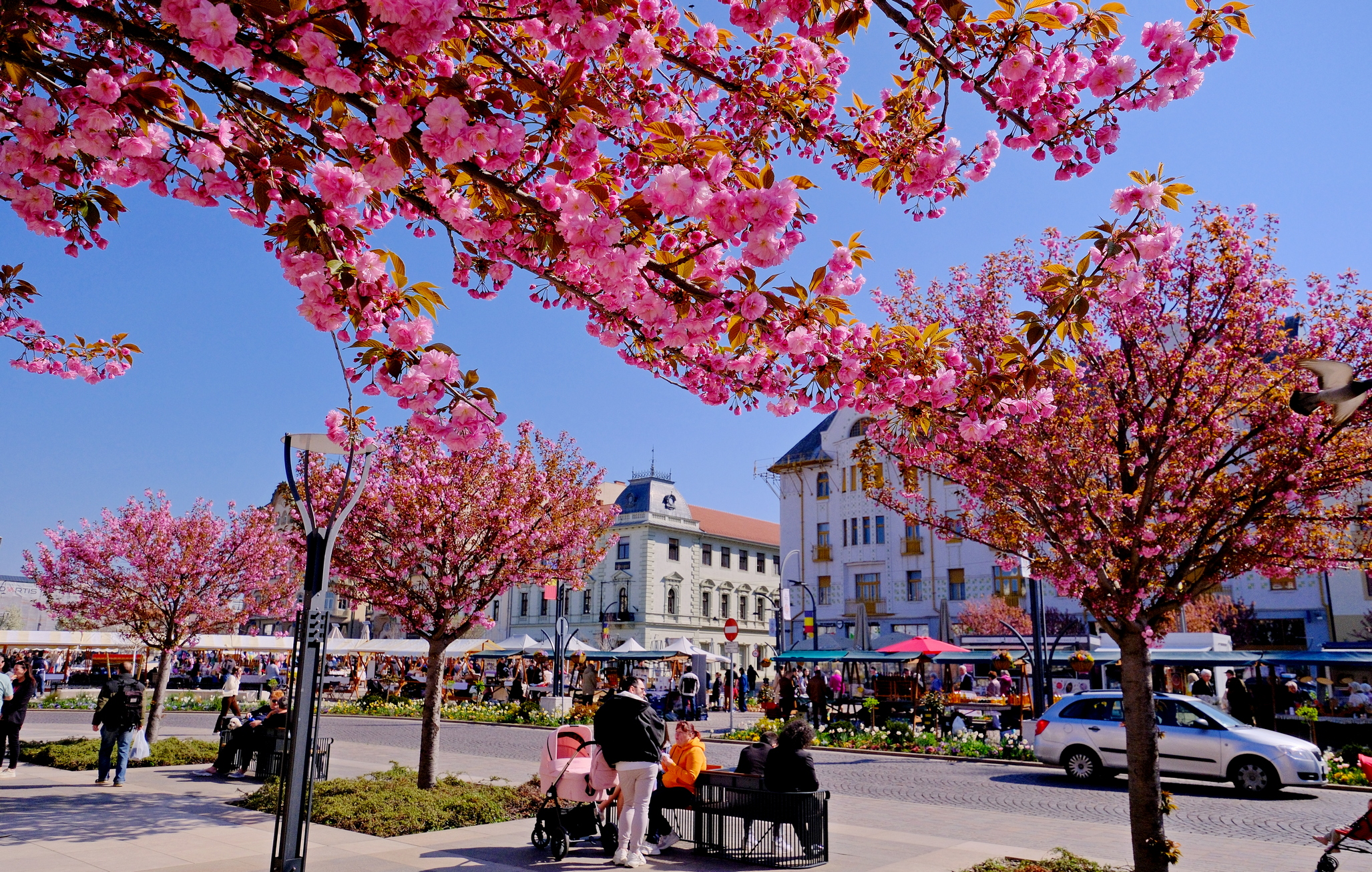 ciresi-japonezi-oradea-9