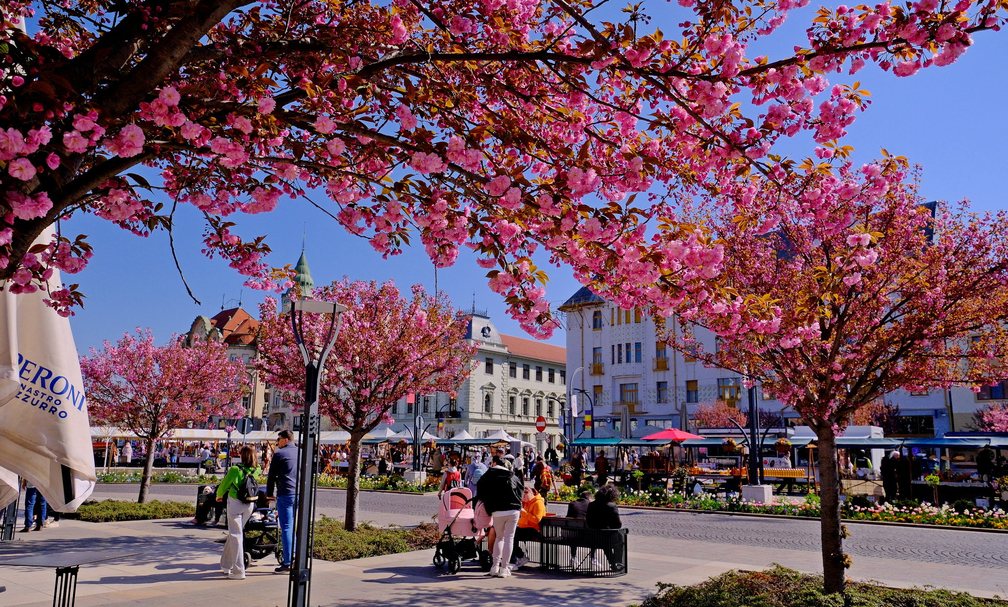 ciresi-japonezi-oradea-10